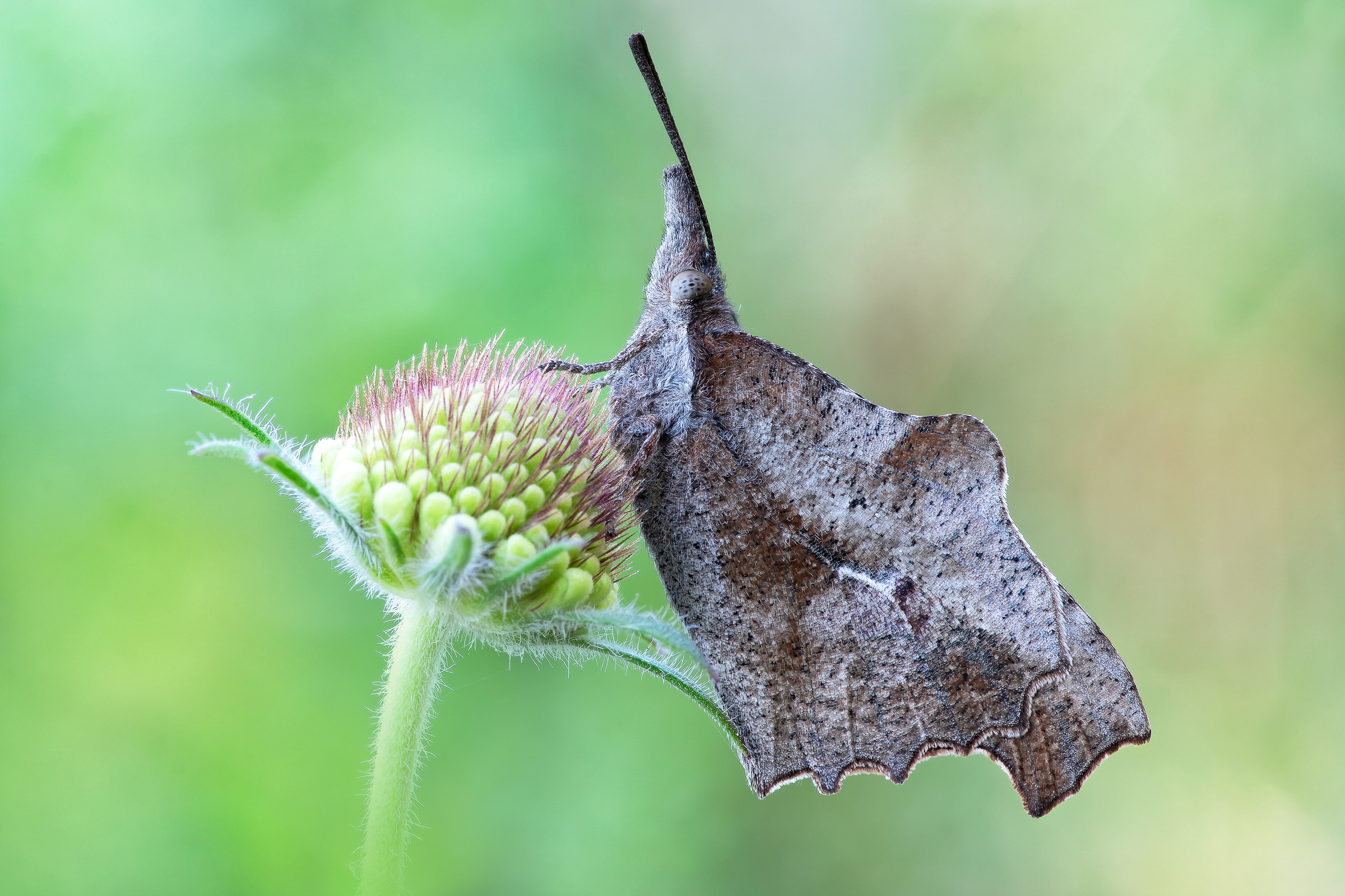 Libythea Celtis (laicharting, 1782)
