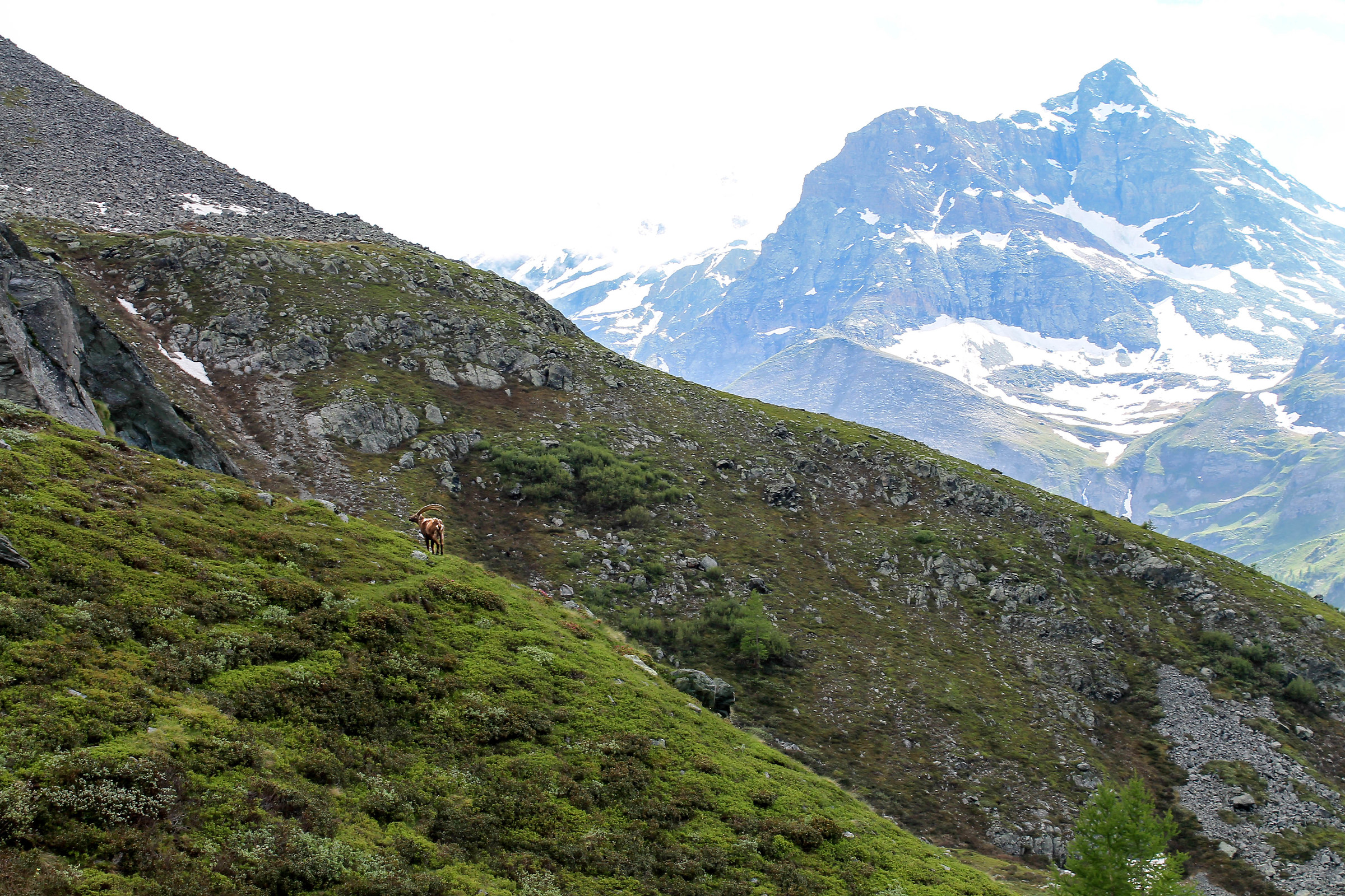 The King of the Great Paradise