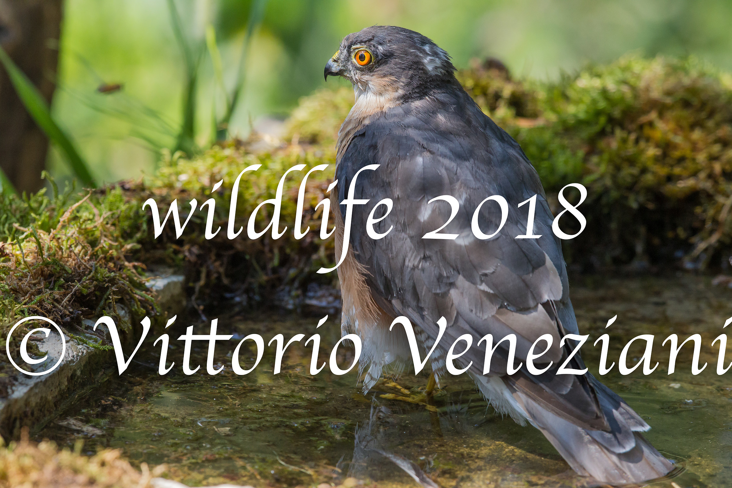 Sparviere in the bathroom