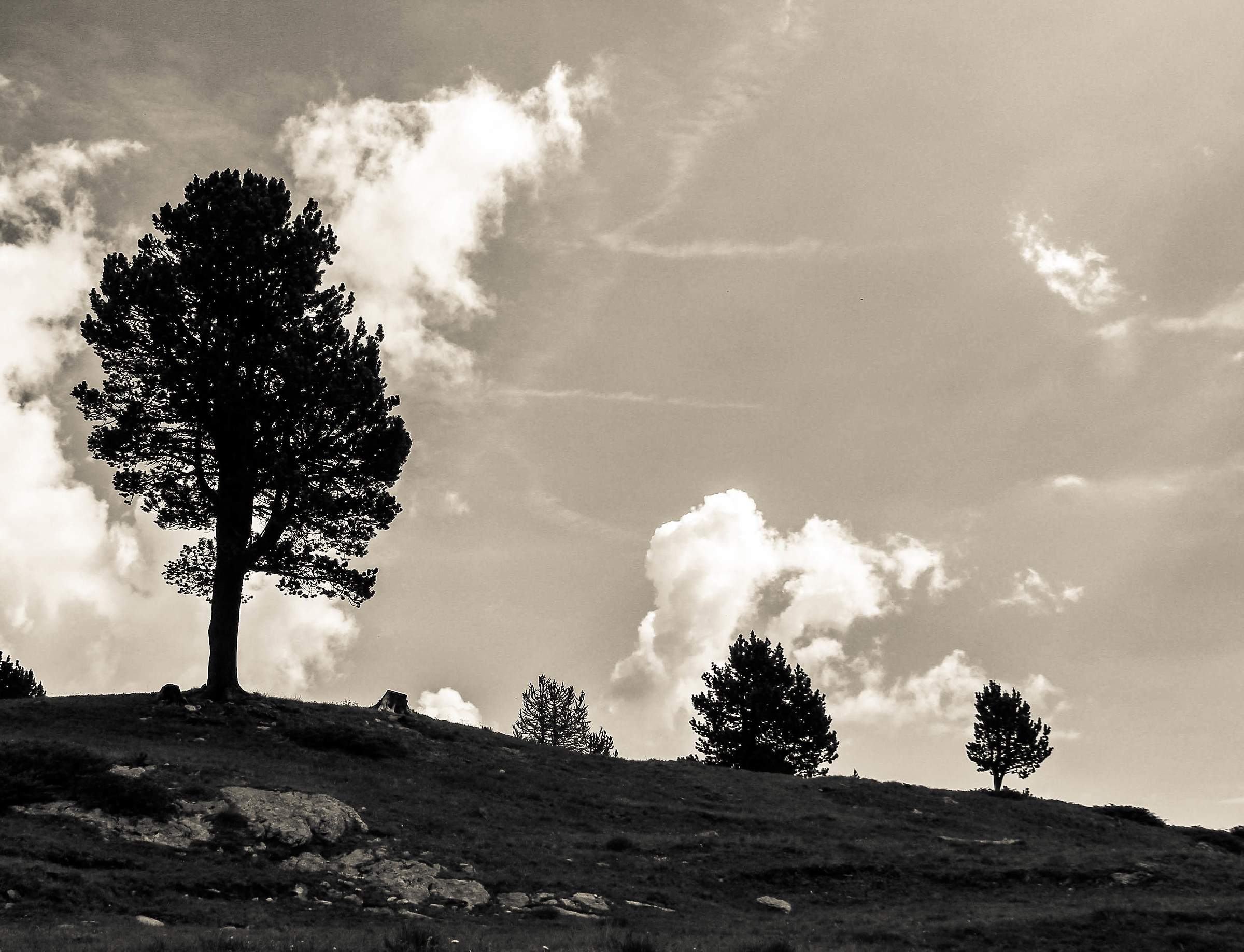 Black and White Tree