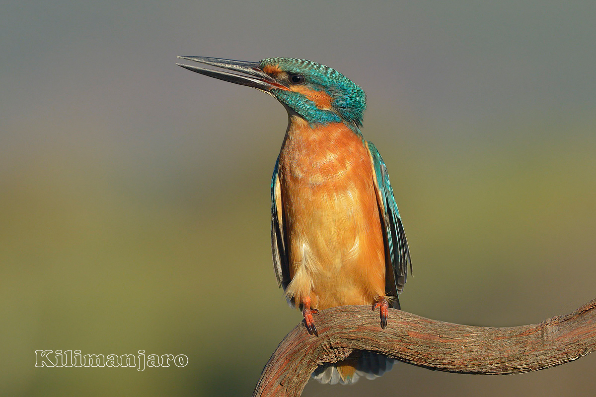 Prego profilo sinistro