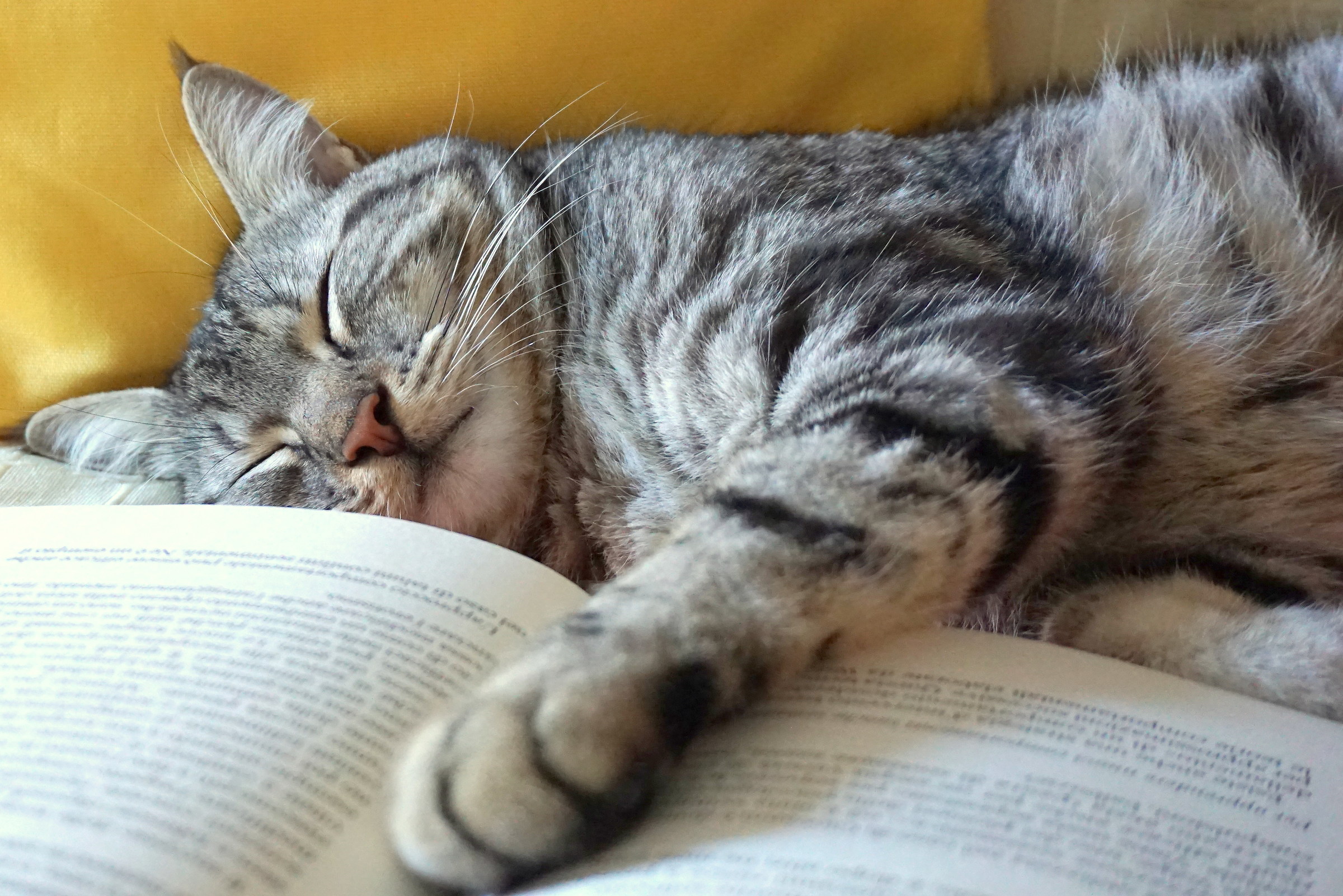 Una lettura molto rilassante