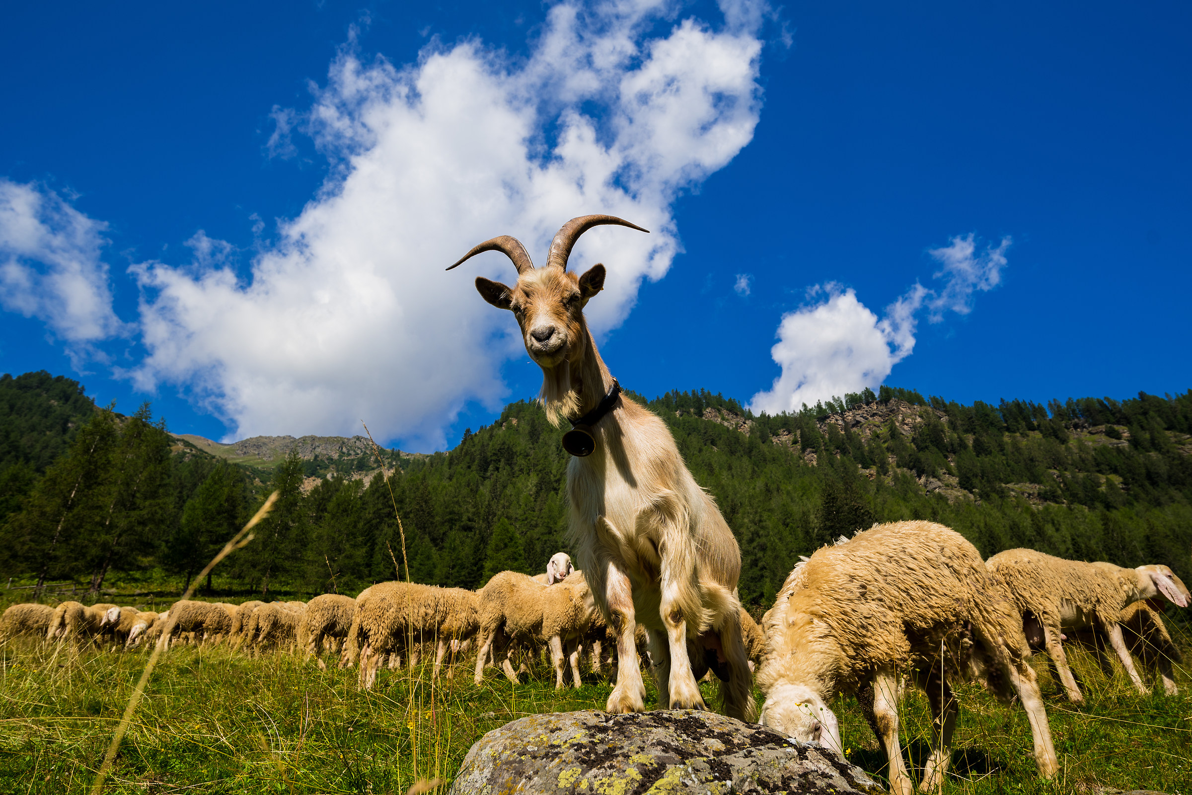 Il re della montagna