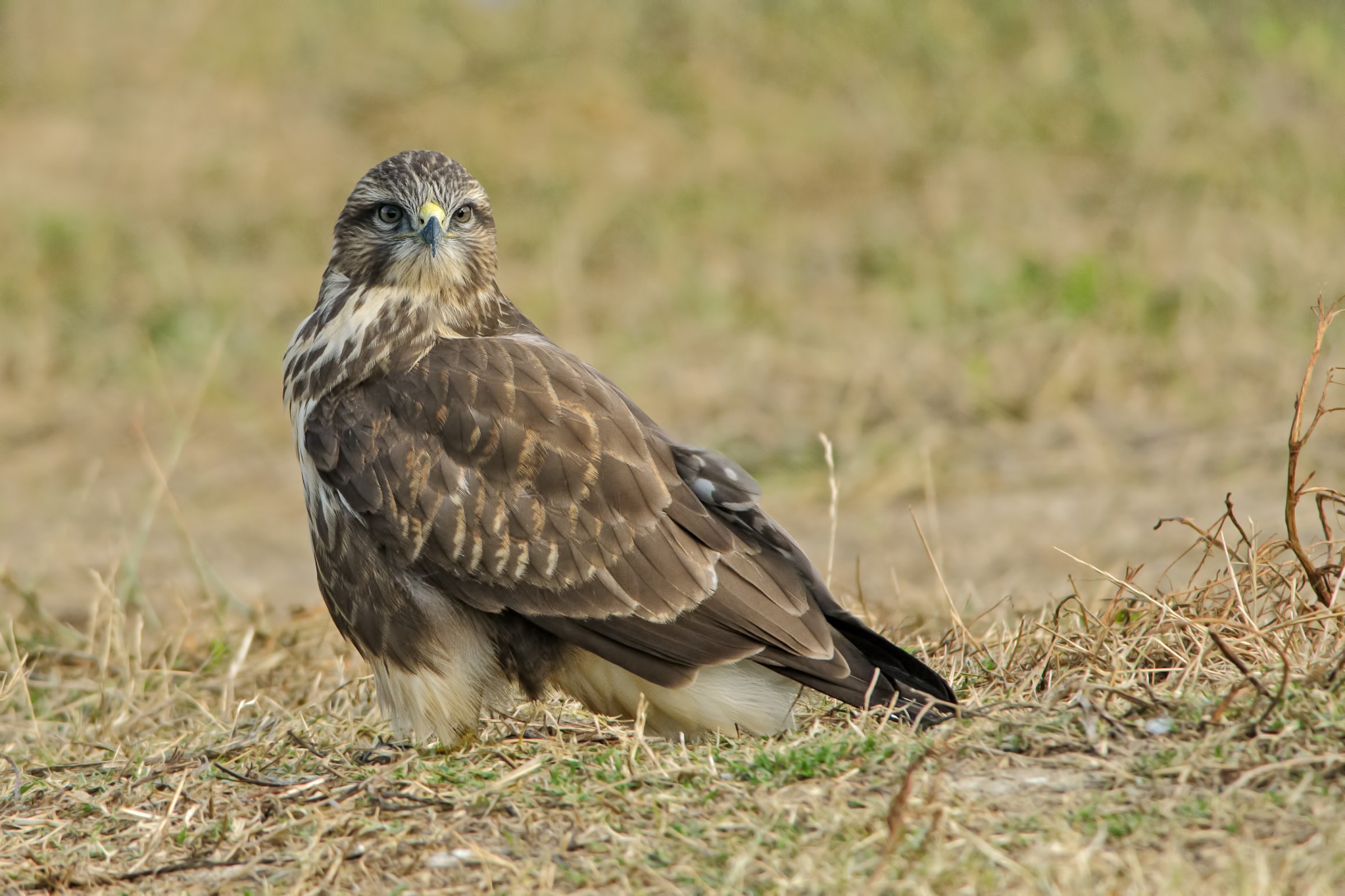 Common Buzzard Buteo buteo