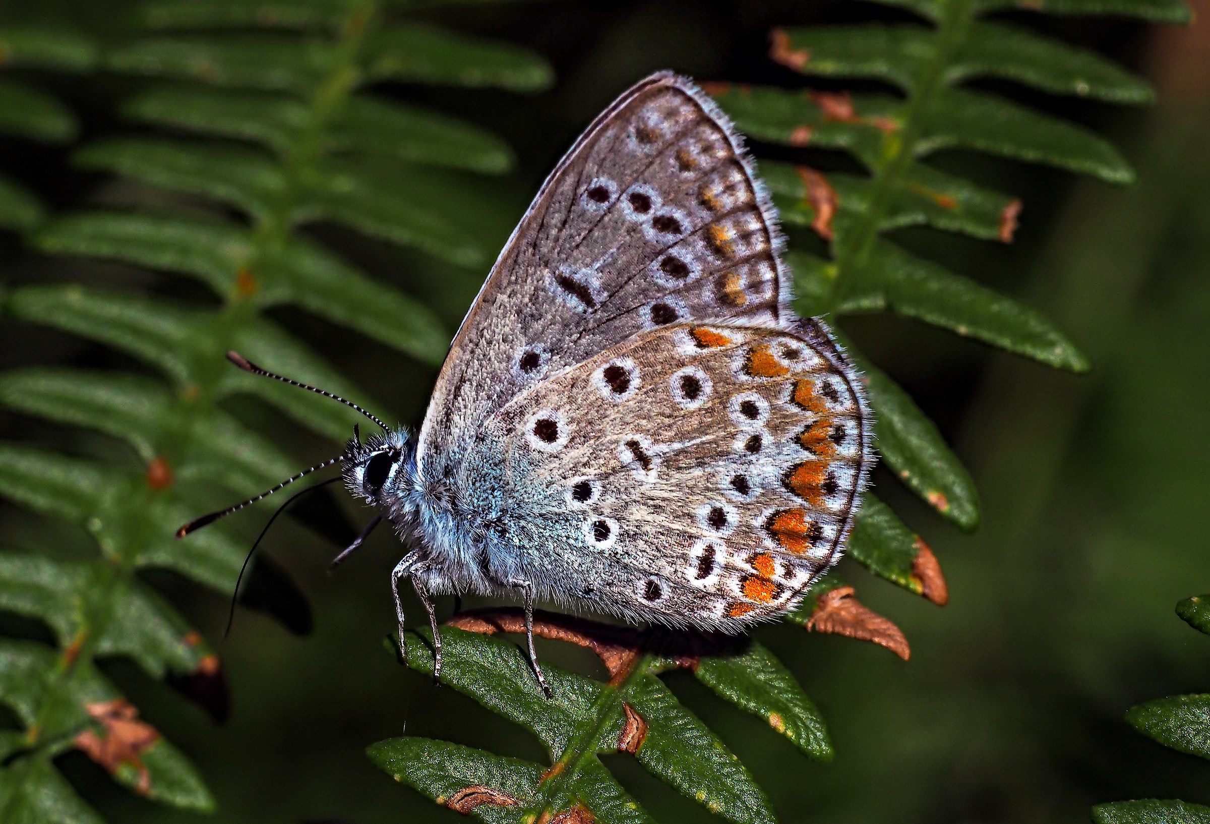 I ventured with a very small butterfly