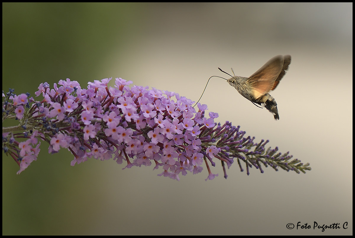 Macroglossum stellatarum