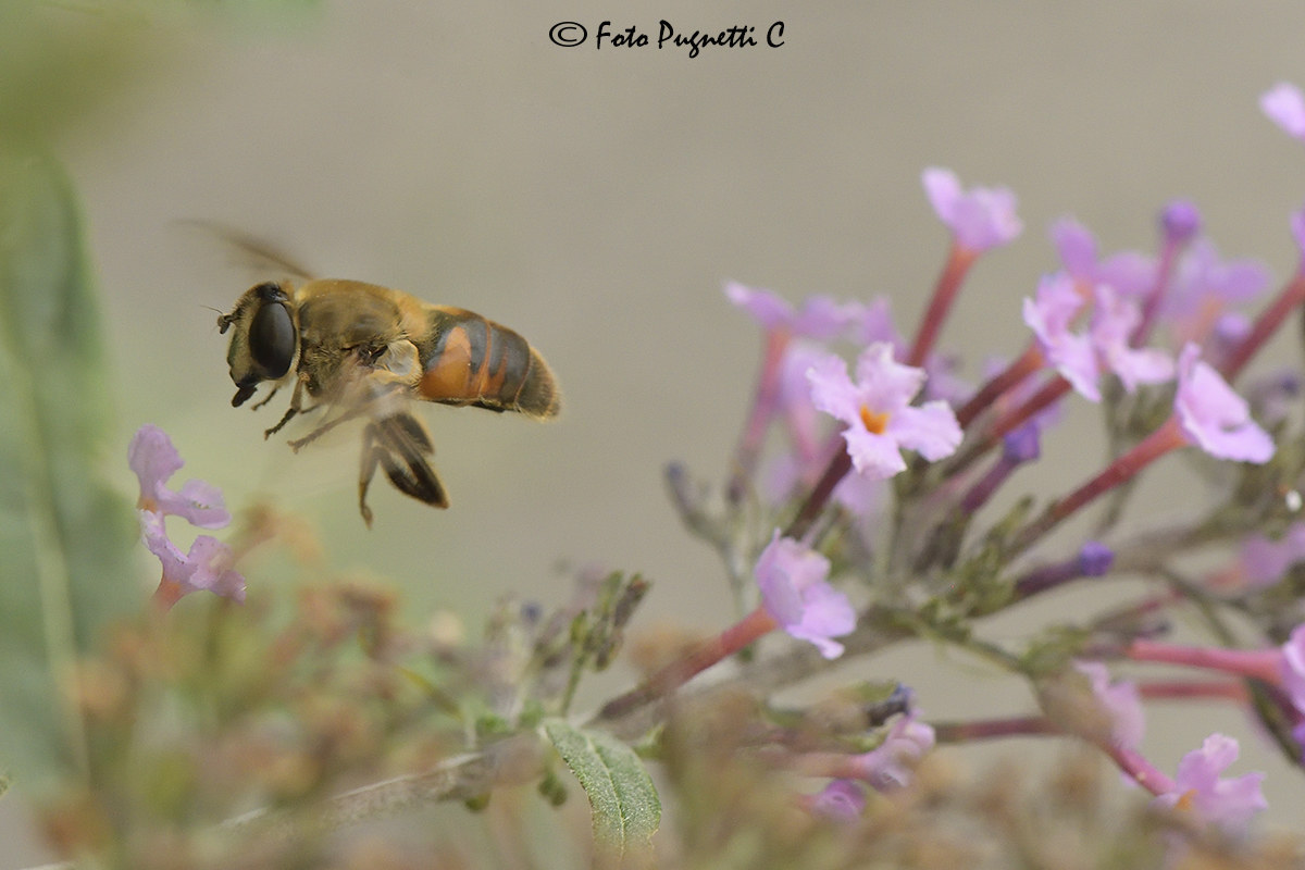 Bee in flight