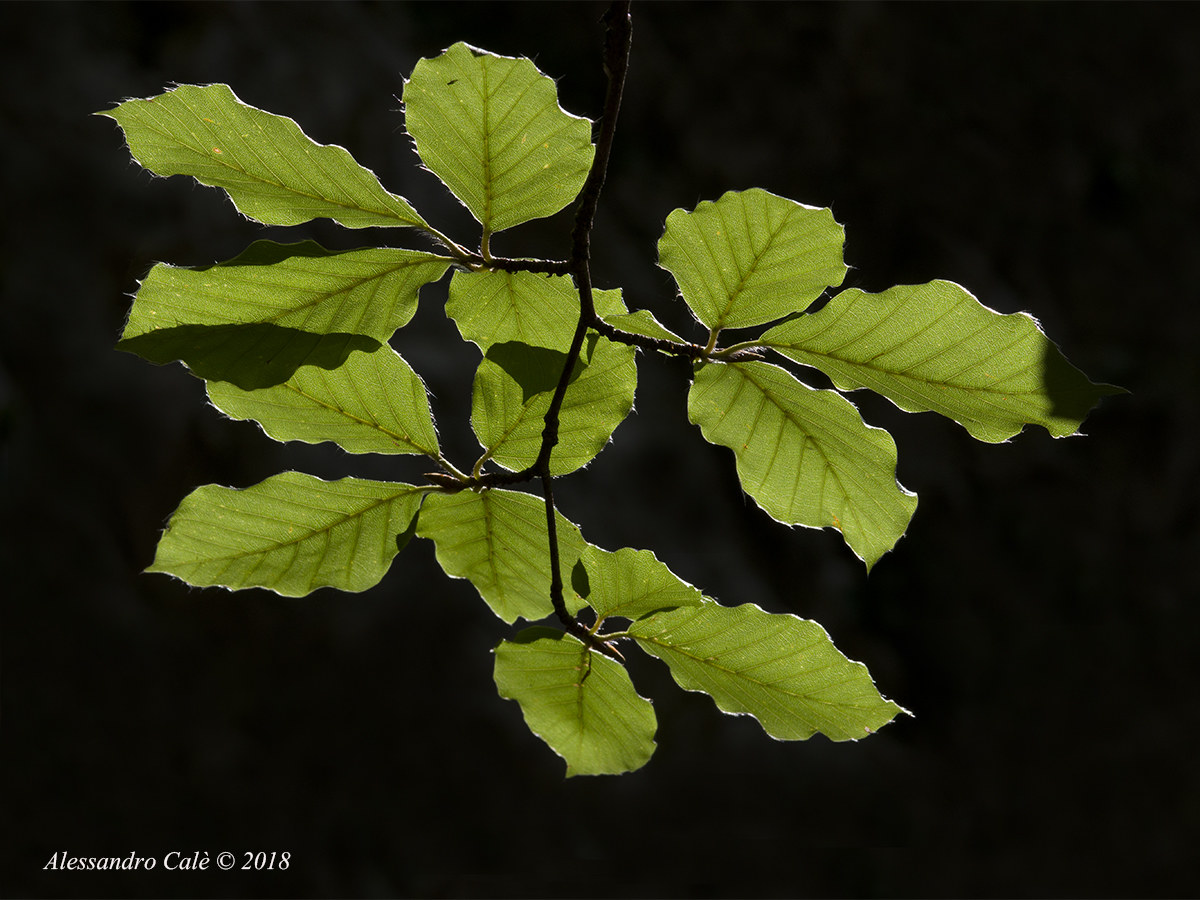 The leaves of the Beech 2409