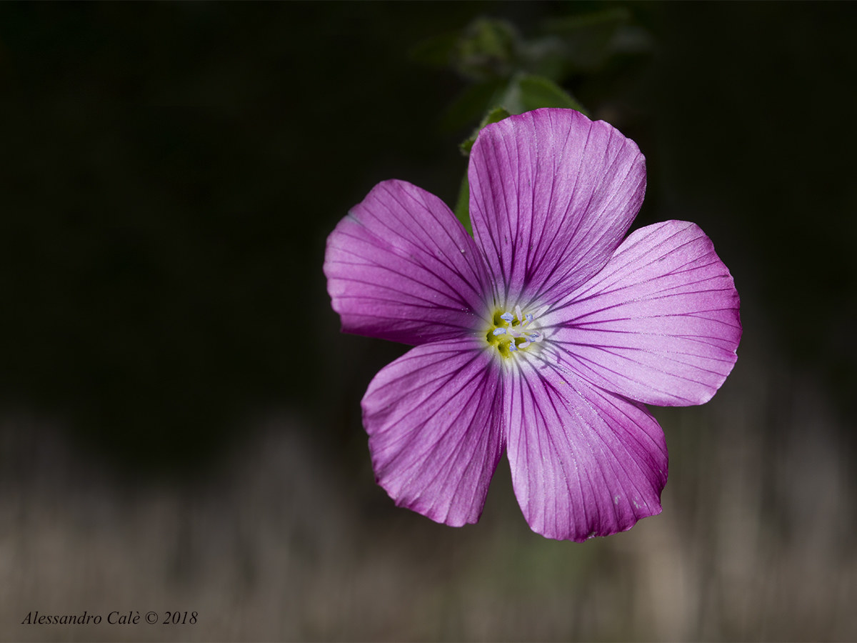 Linum viscosum (linen malvino) 2360