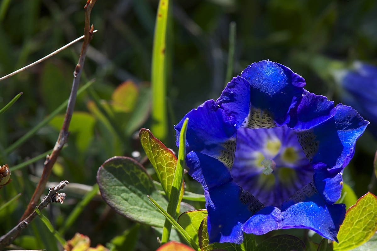 Gentian 2