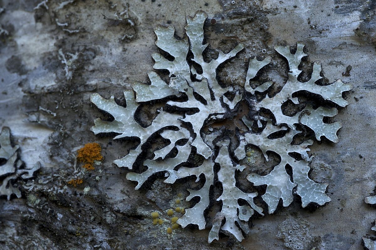 Lichen