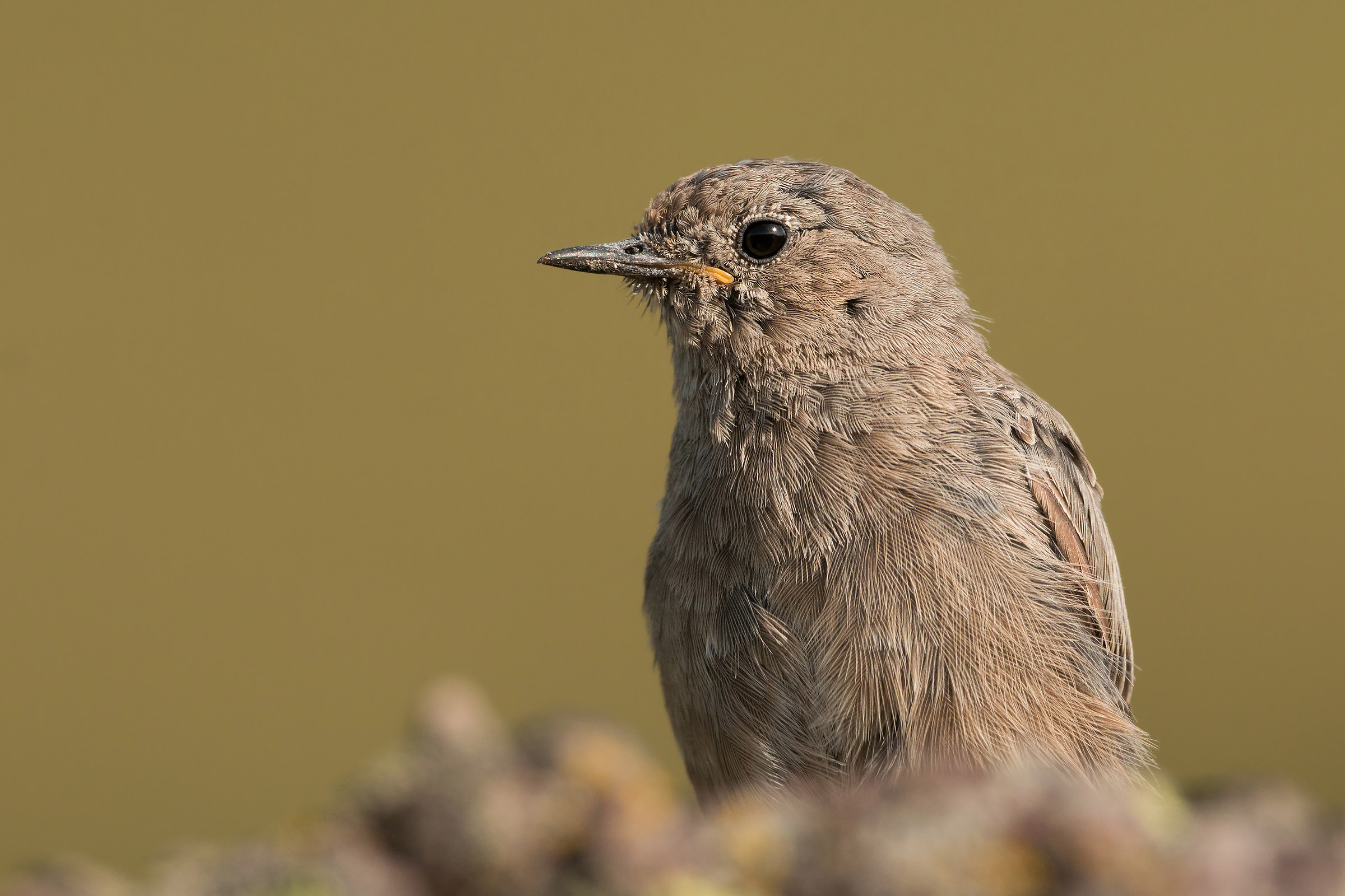 Giovane Codirosso spazzacamino