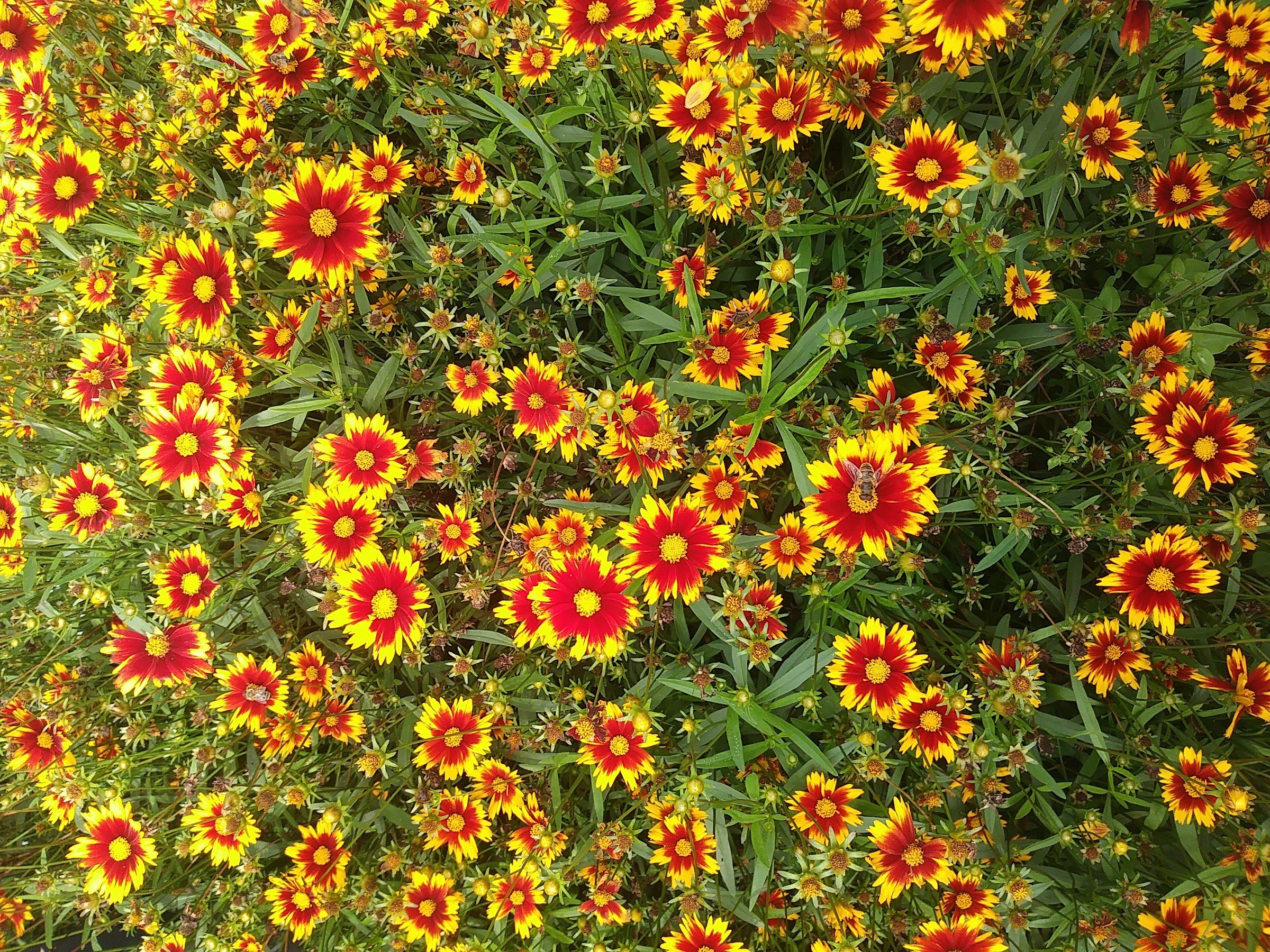 I colori del Sole e del Cuore