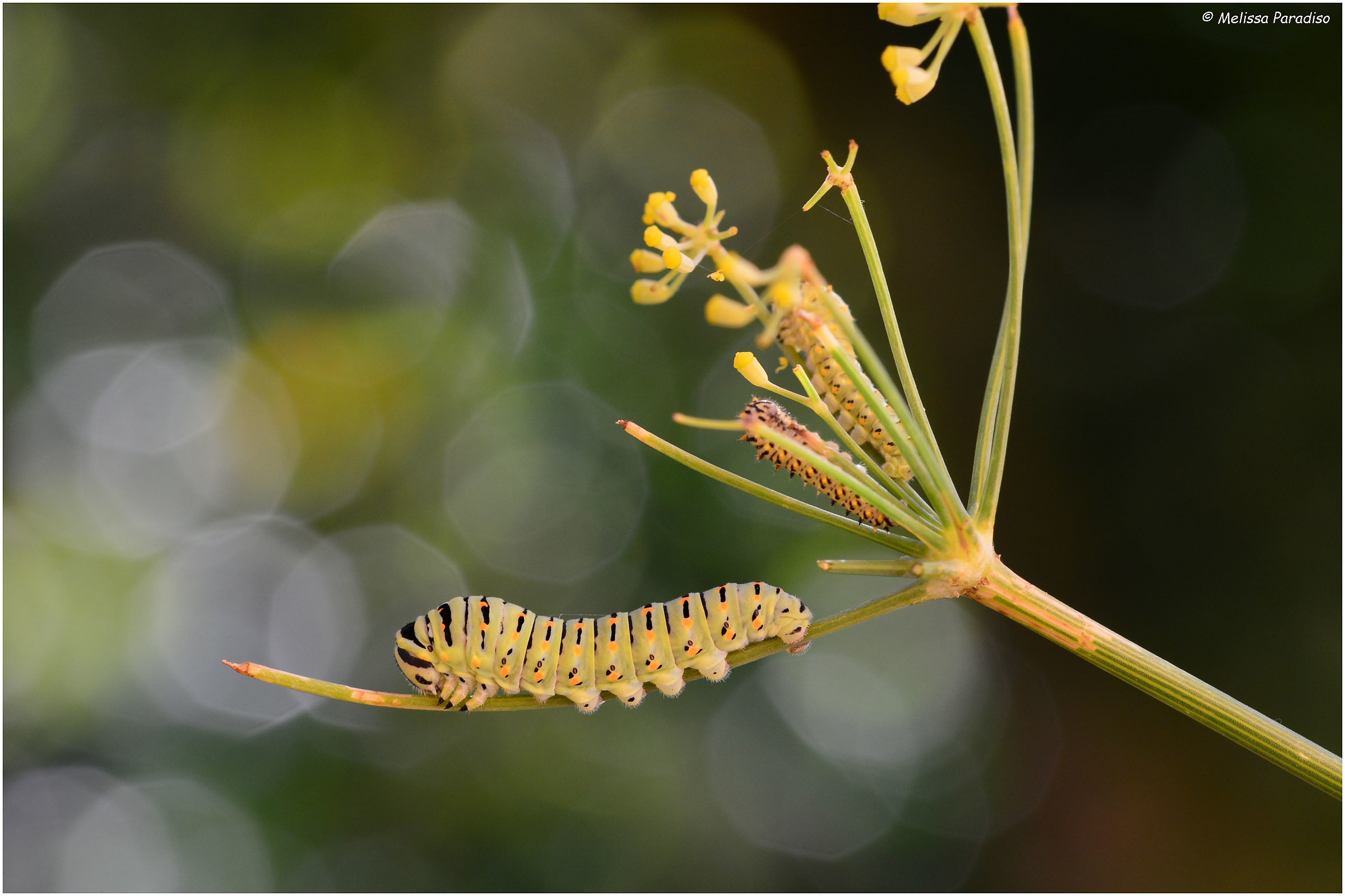 The Papilio machaon