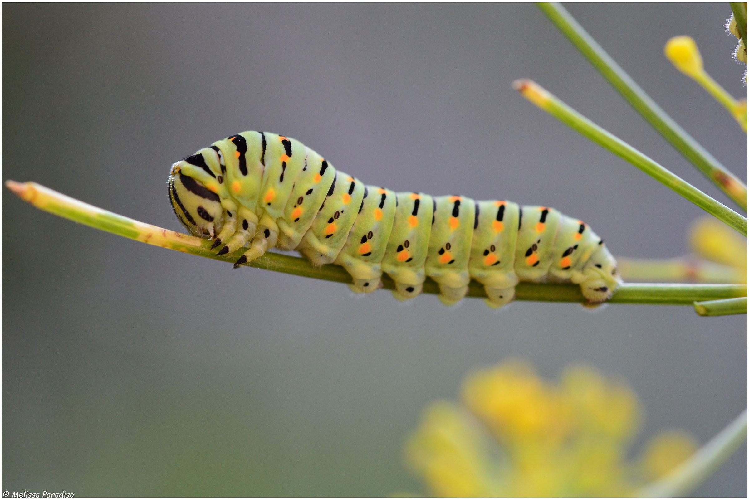 The Papilio machaon