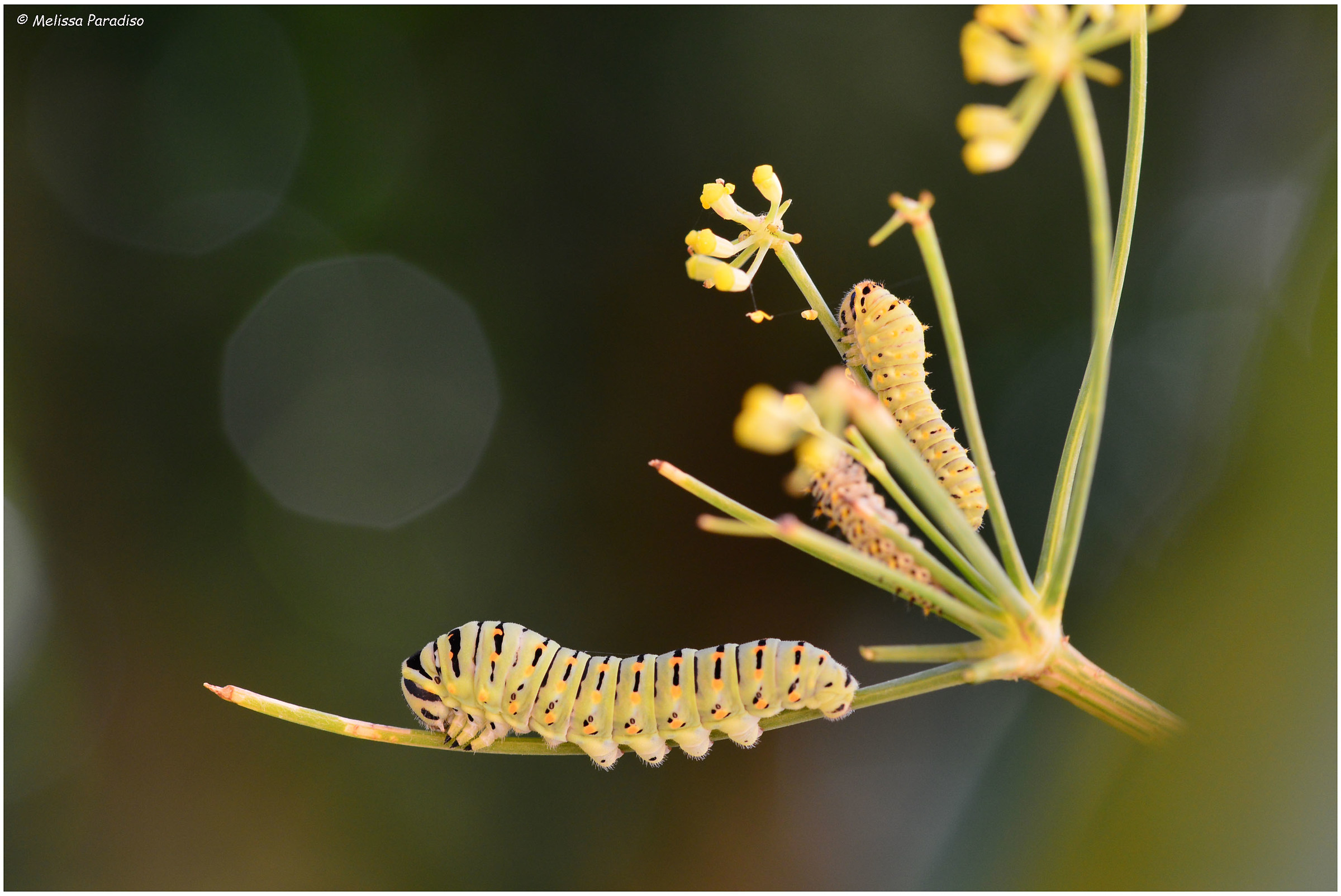 The Papilio machaon