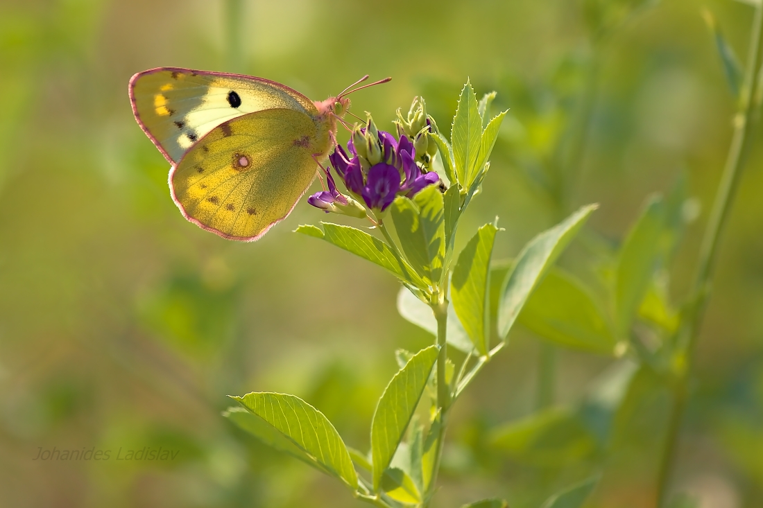 Colias alfacariensi