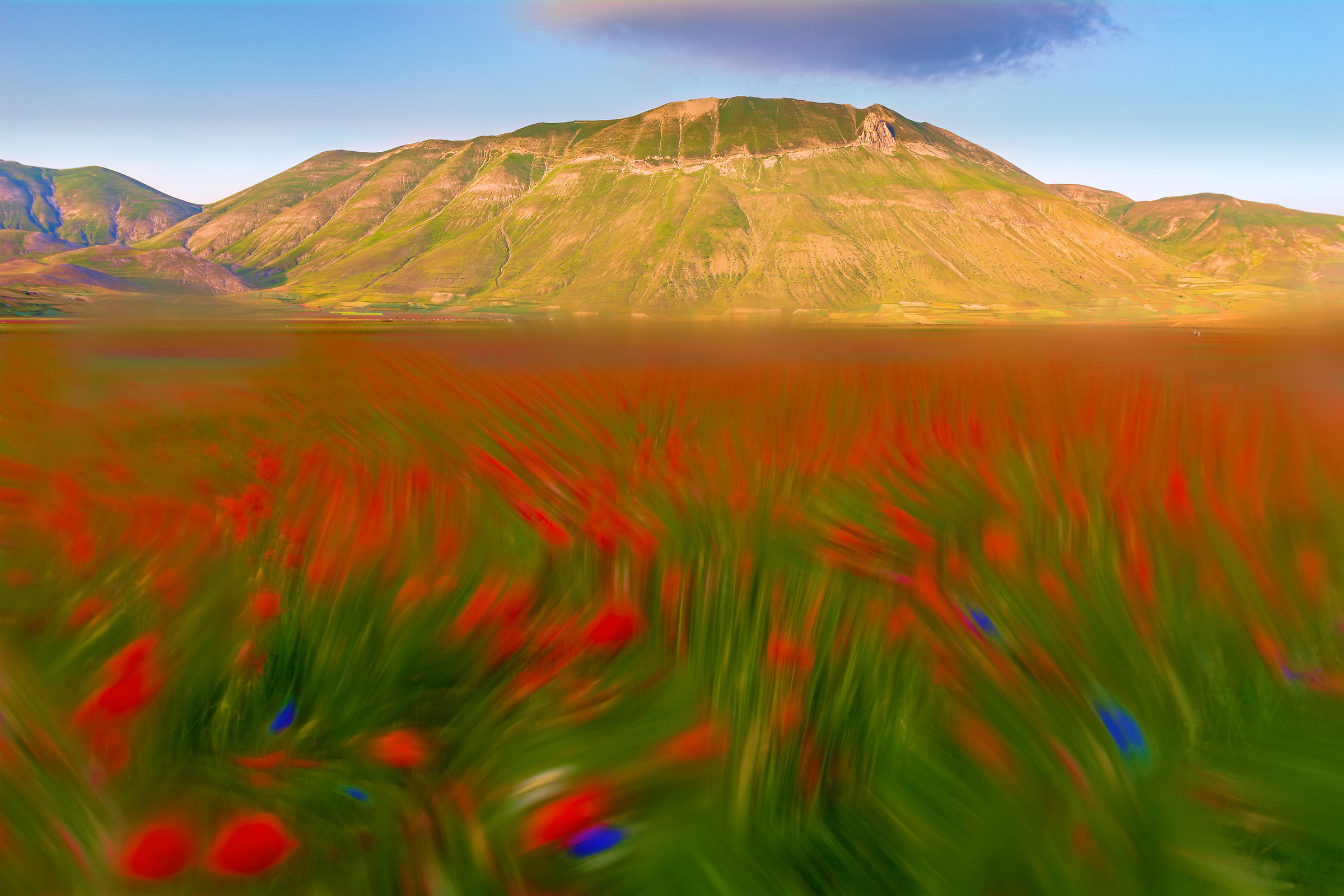 Castelluccio in Fiore