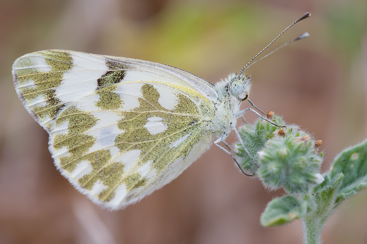 Butterfly to identify