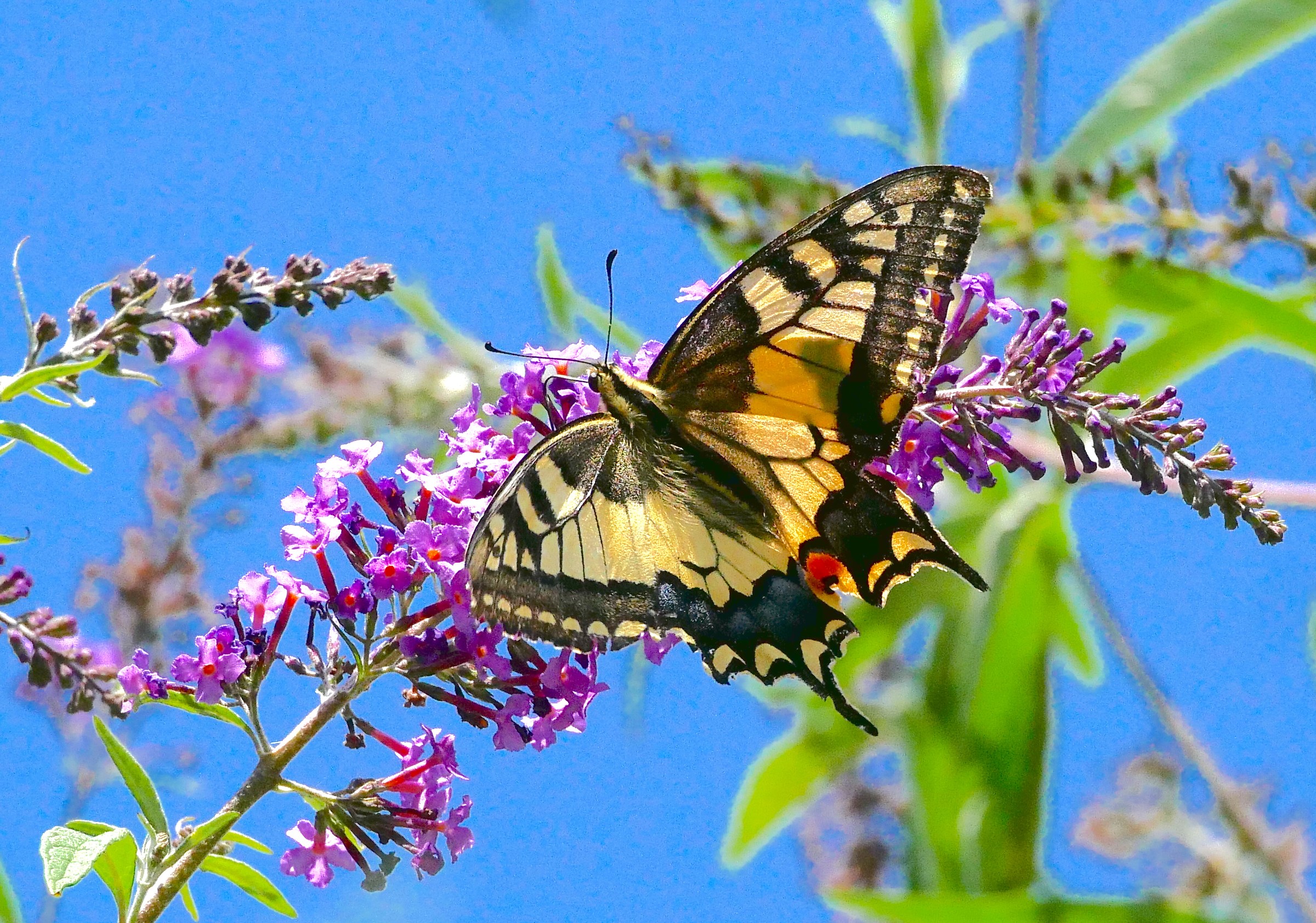 The Macaone and the Tree of Butterflies