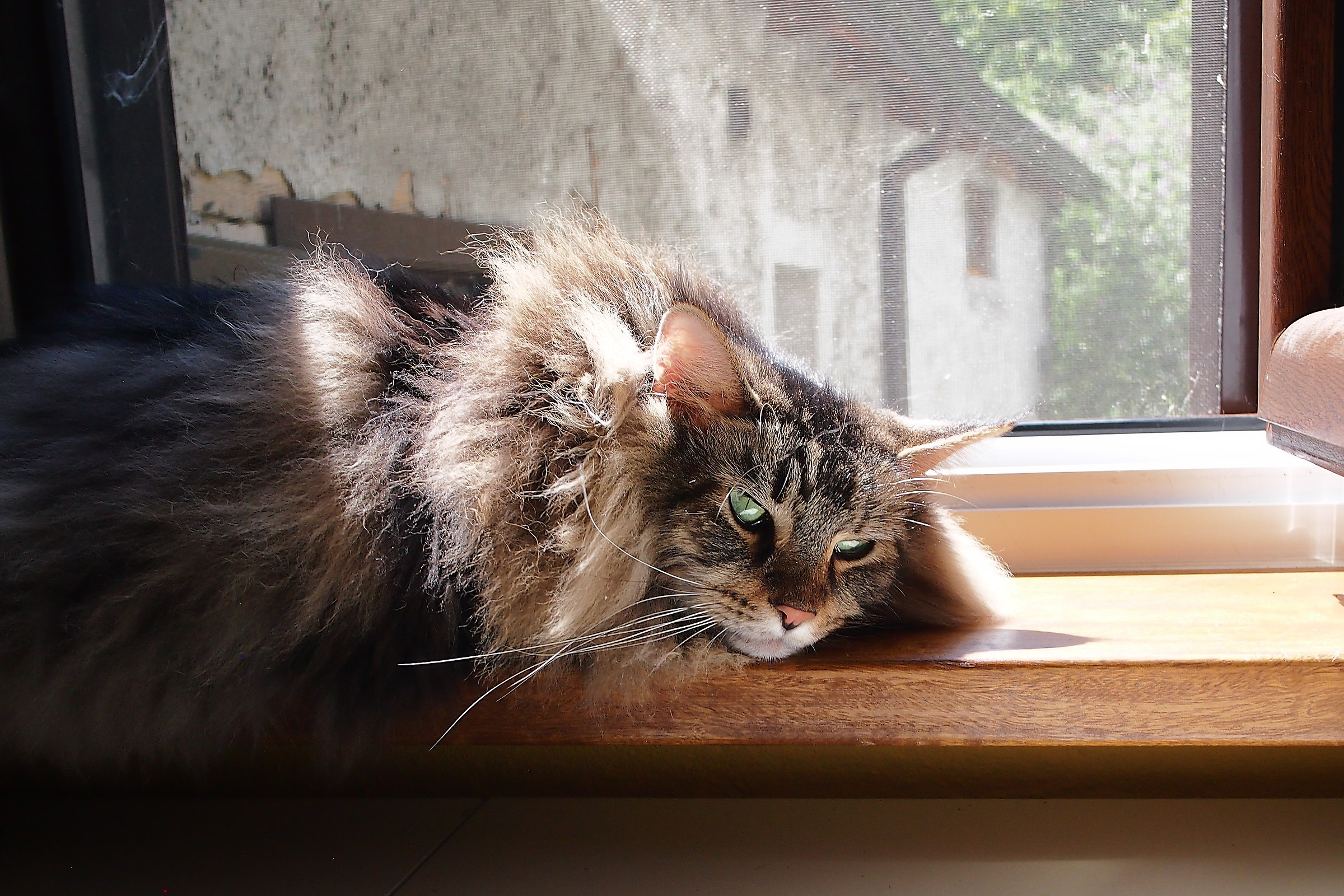 Balu ' and the window