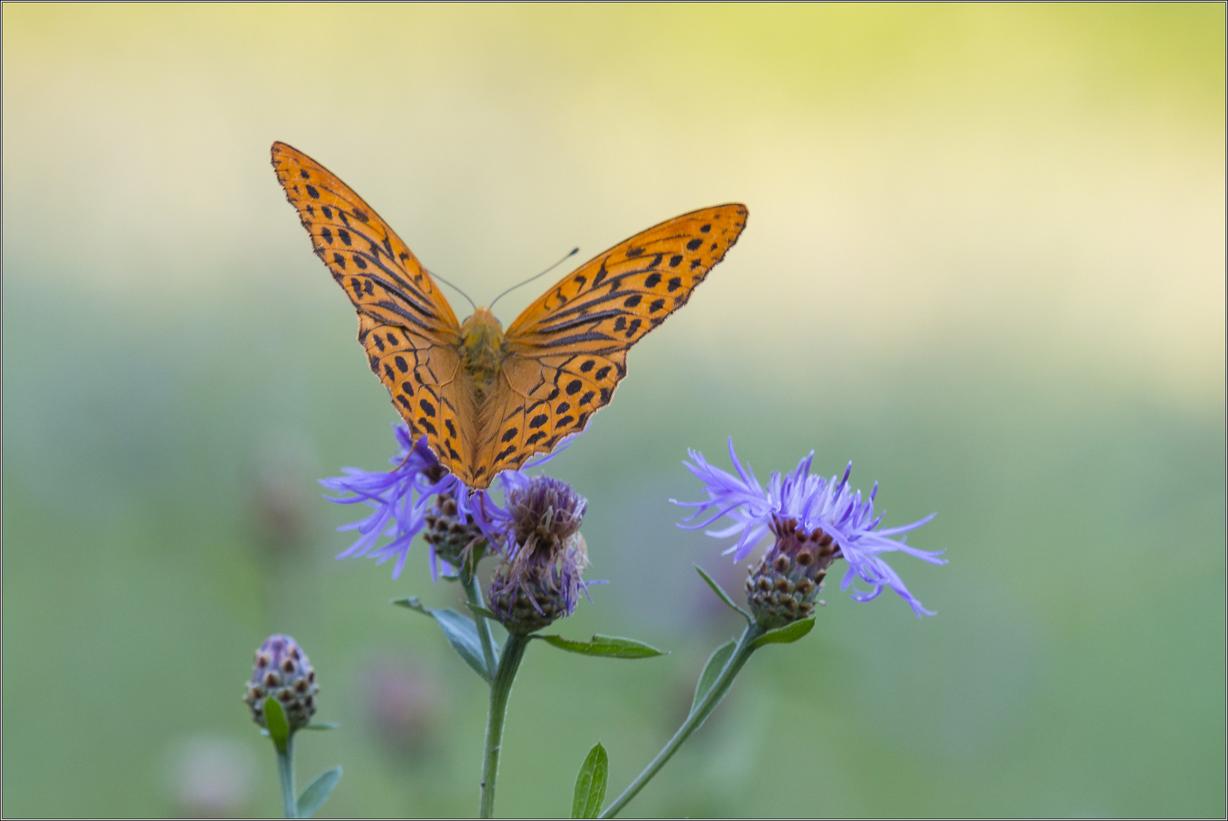 tabacco di spagna (maschio) ali aperte