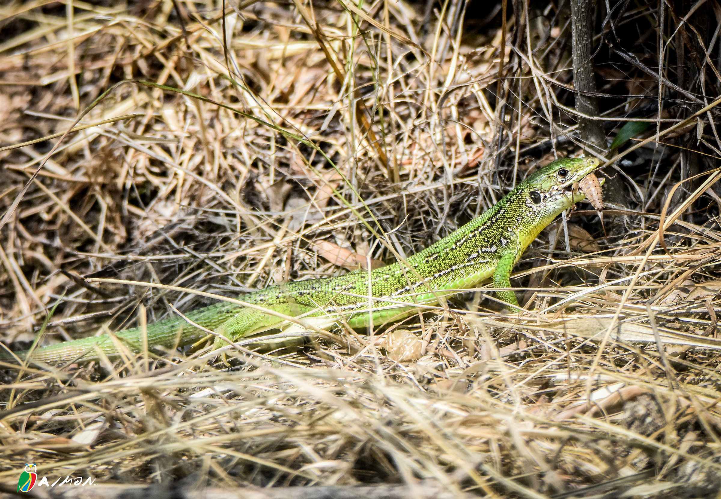 Ramarro Lacerta Bilineata mentre si gusta un Ortottero