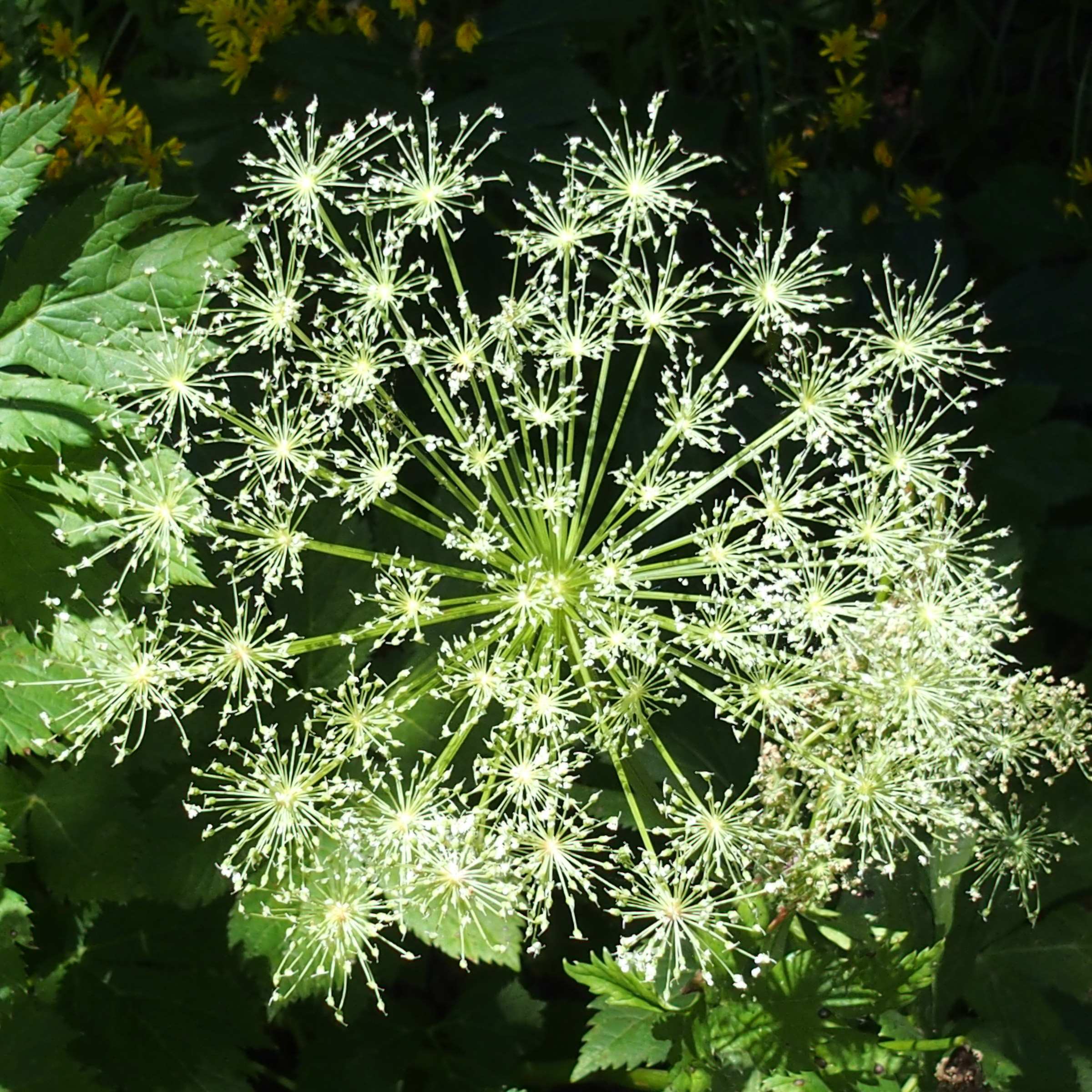fiore d'artificio