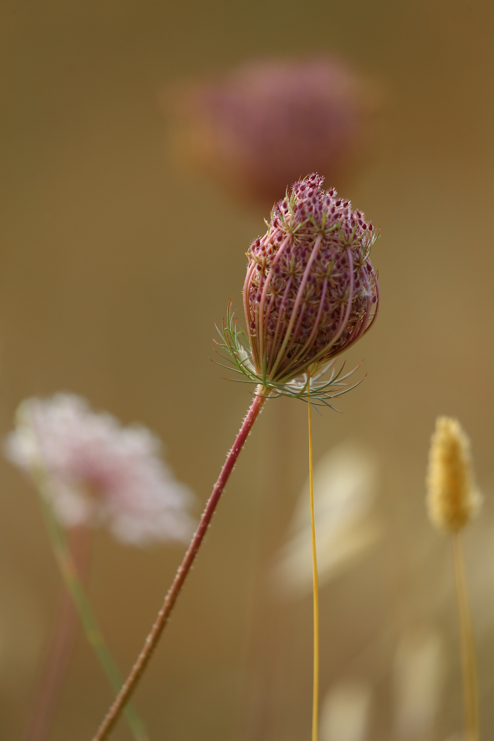 Fiori di campagna