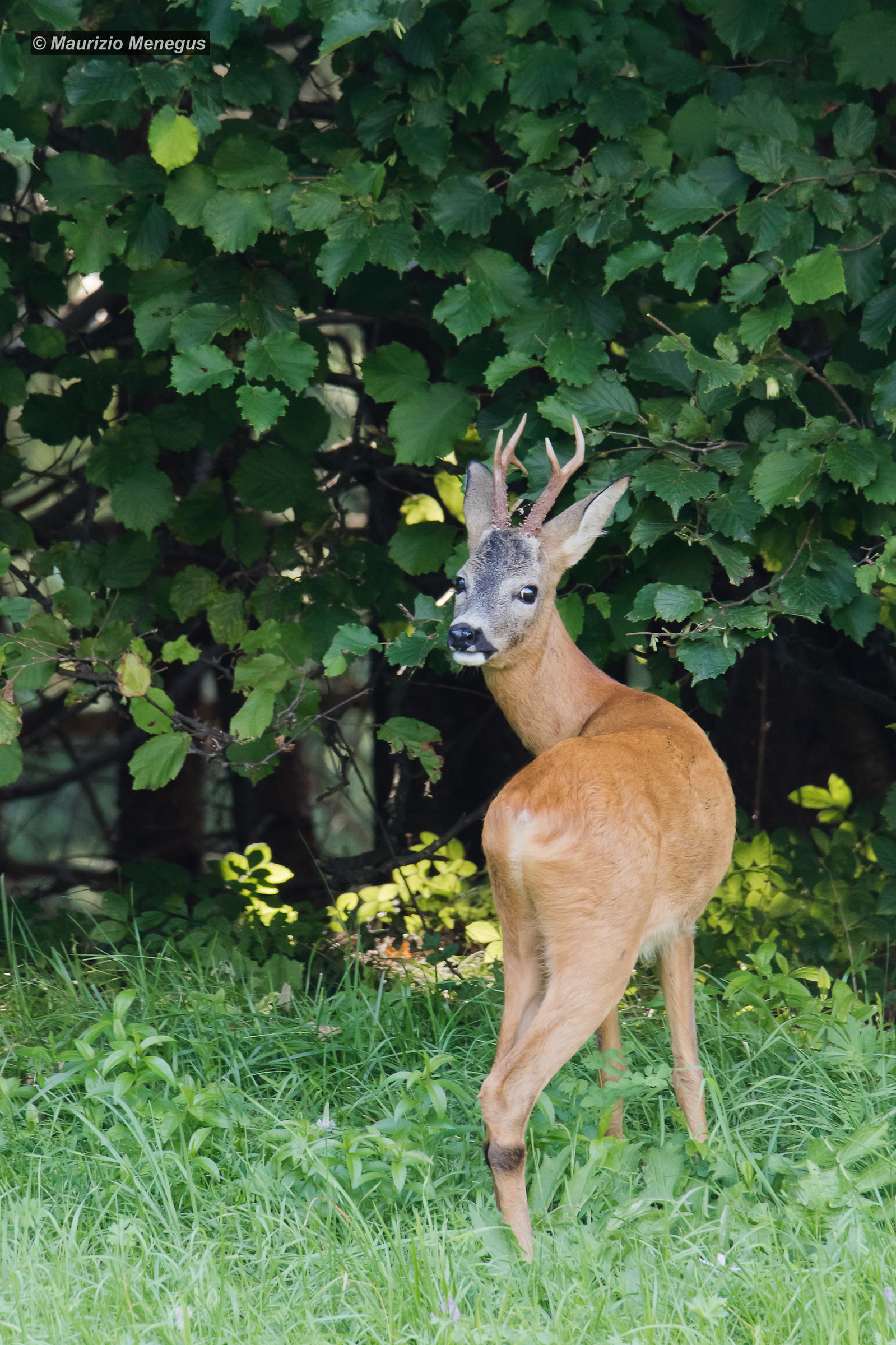 Capriolo Male 29/08/2018 Vertical