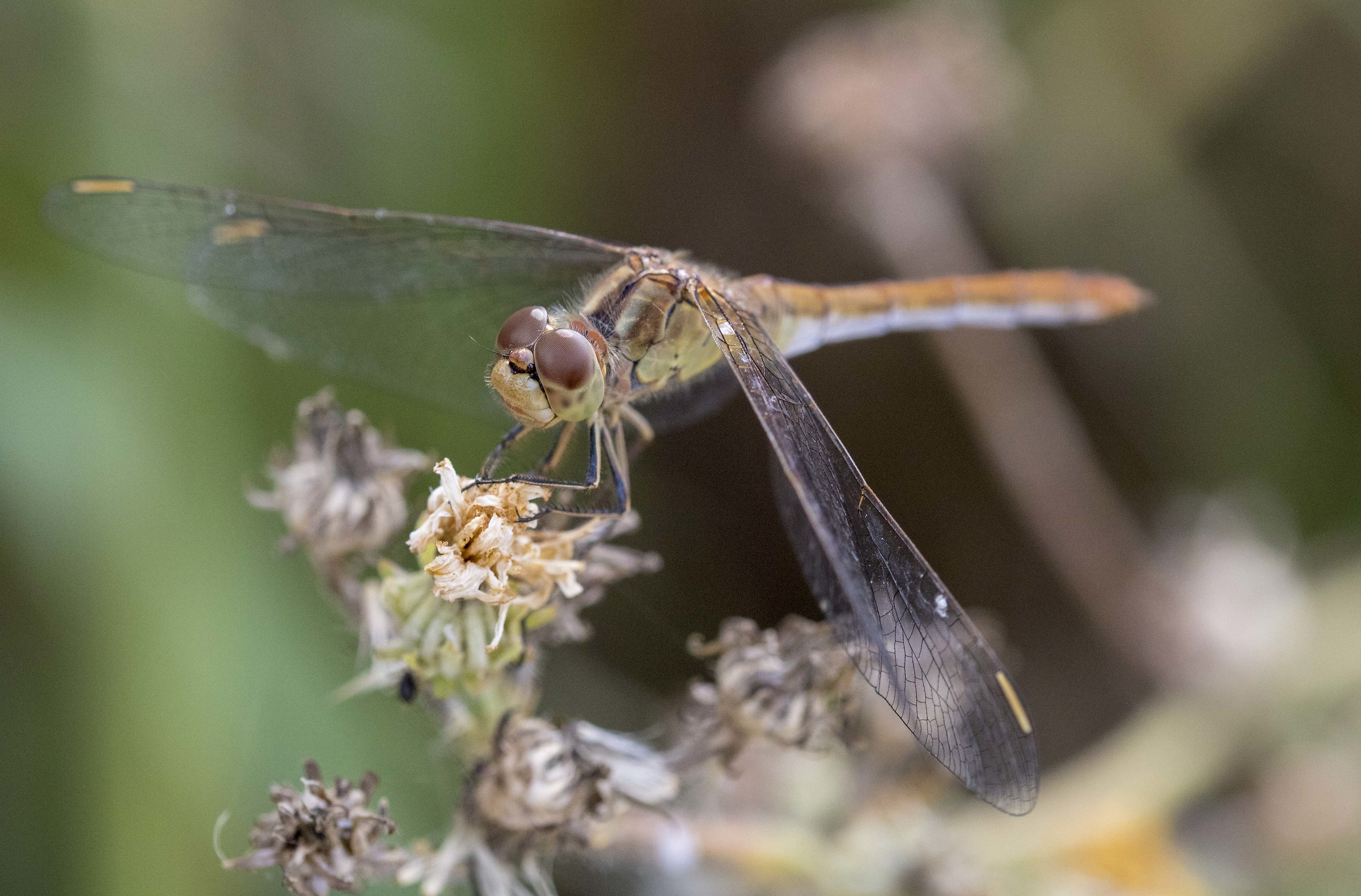 Dragonfly Brown