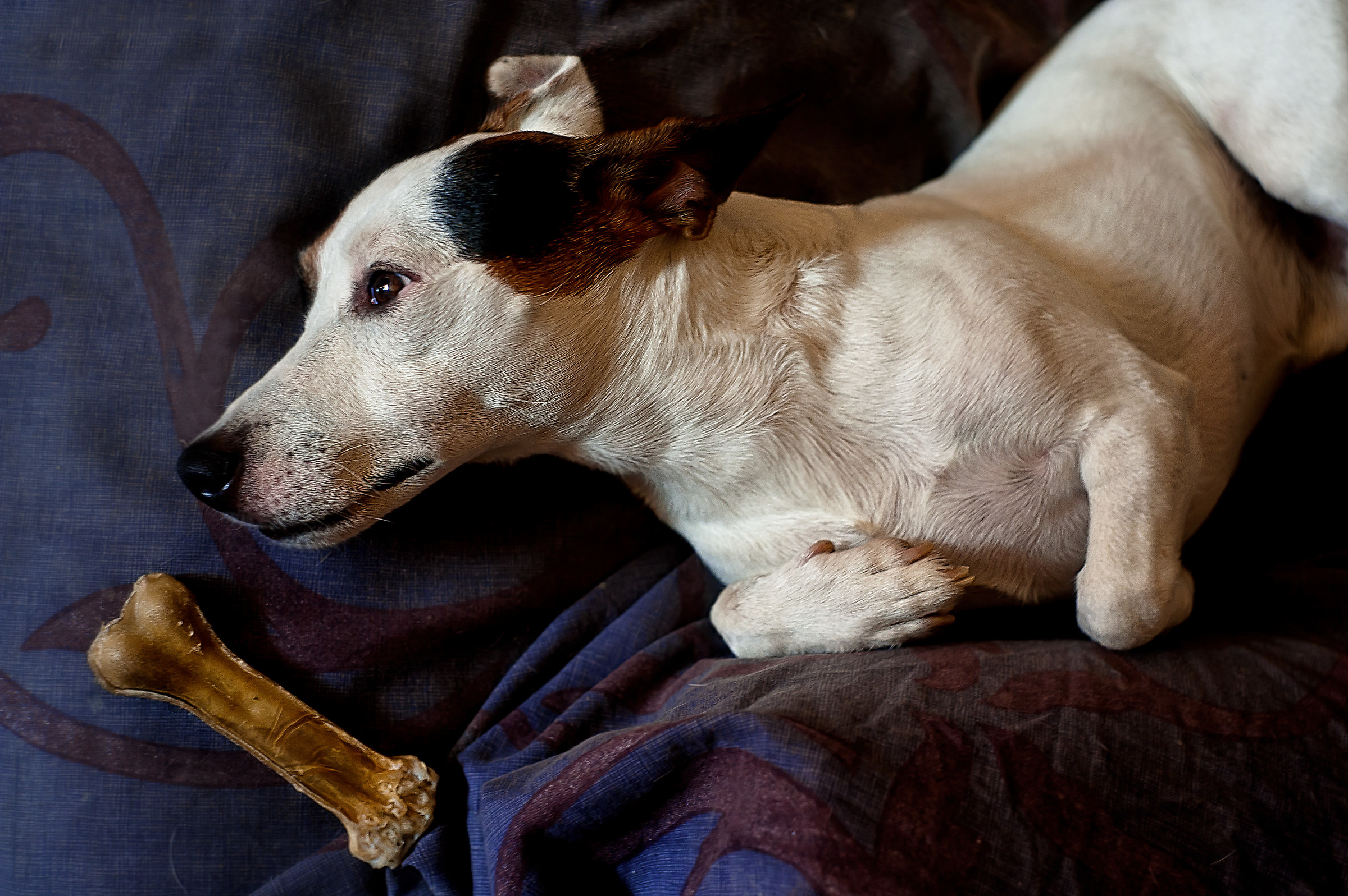 Portrait of my dog with a bone