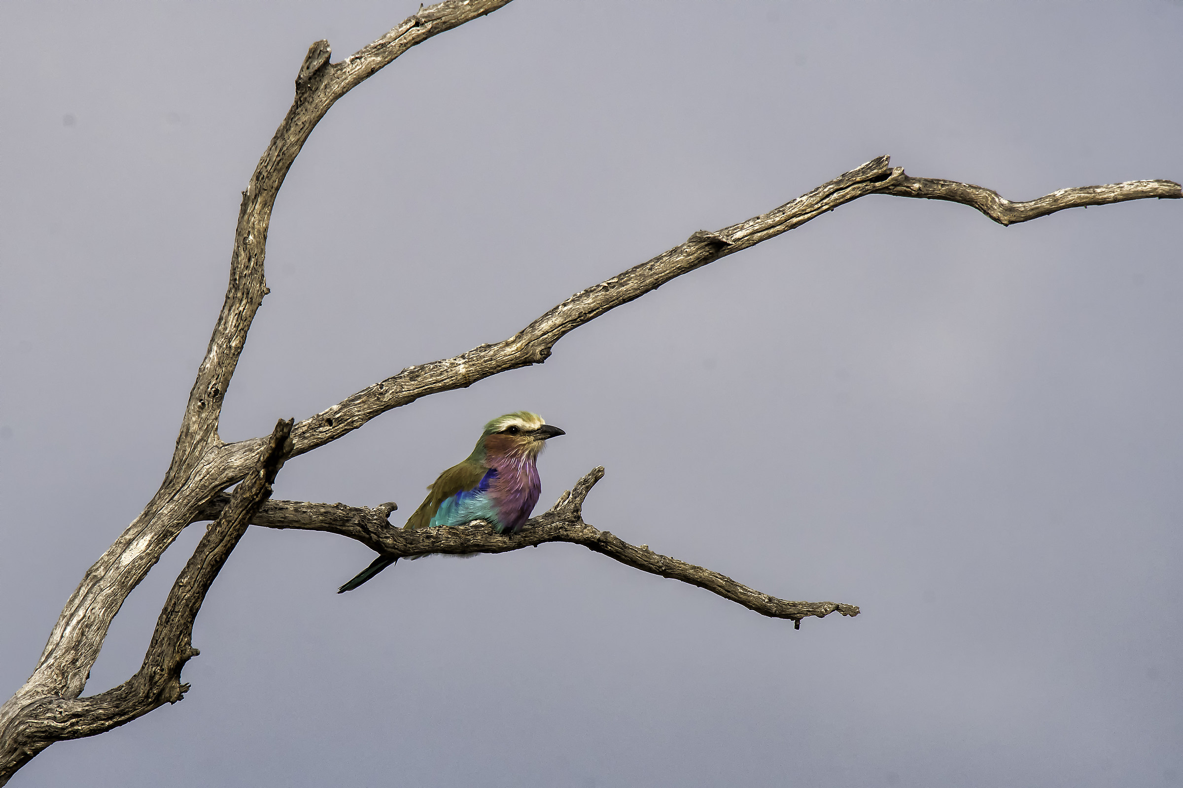 Ghiandaia petto lilla