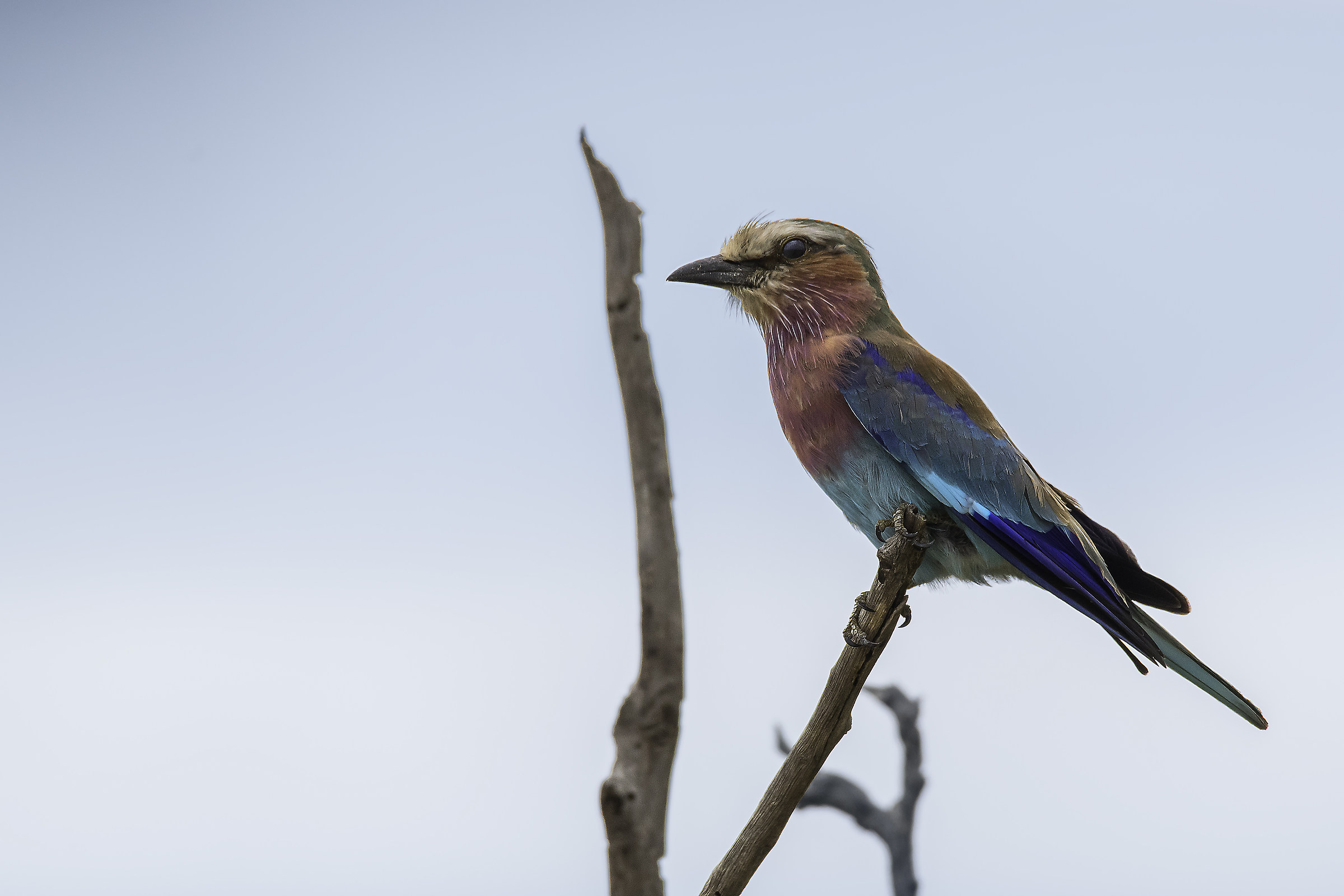 Ghiandaia petto lilla