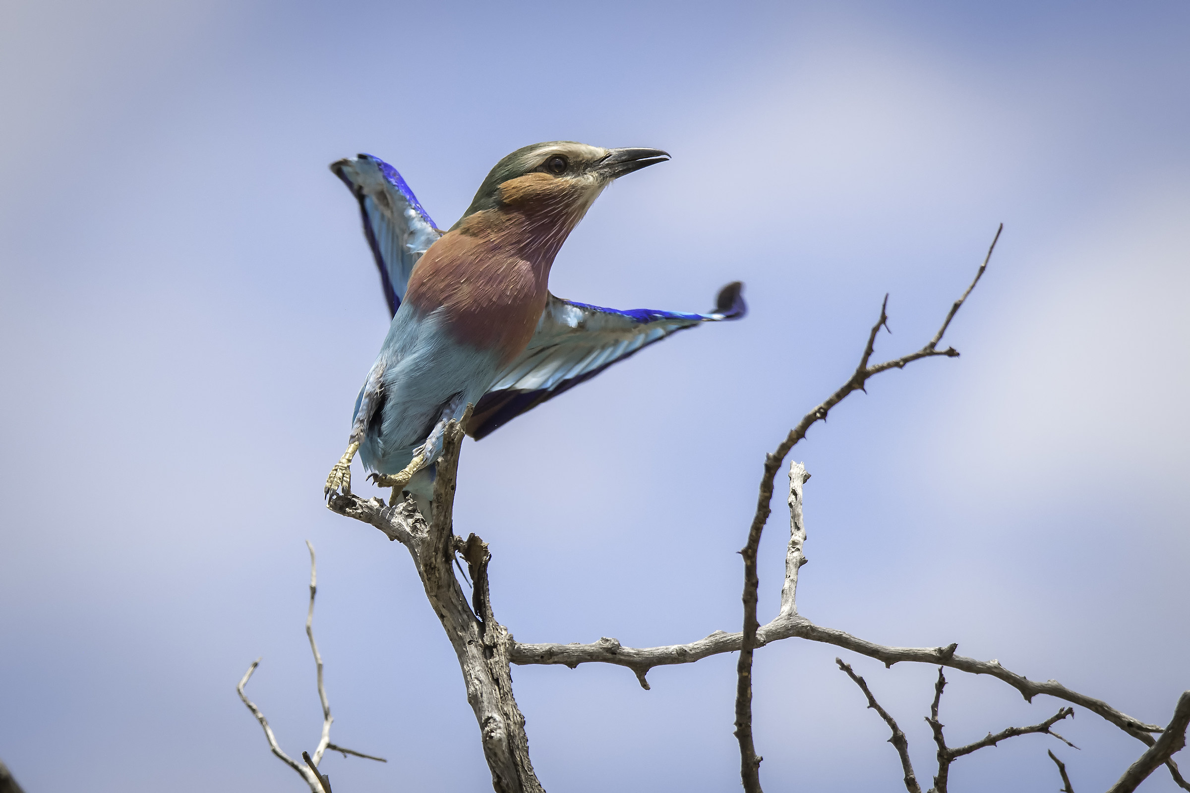 Ghiandaia petto lilla