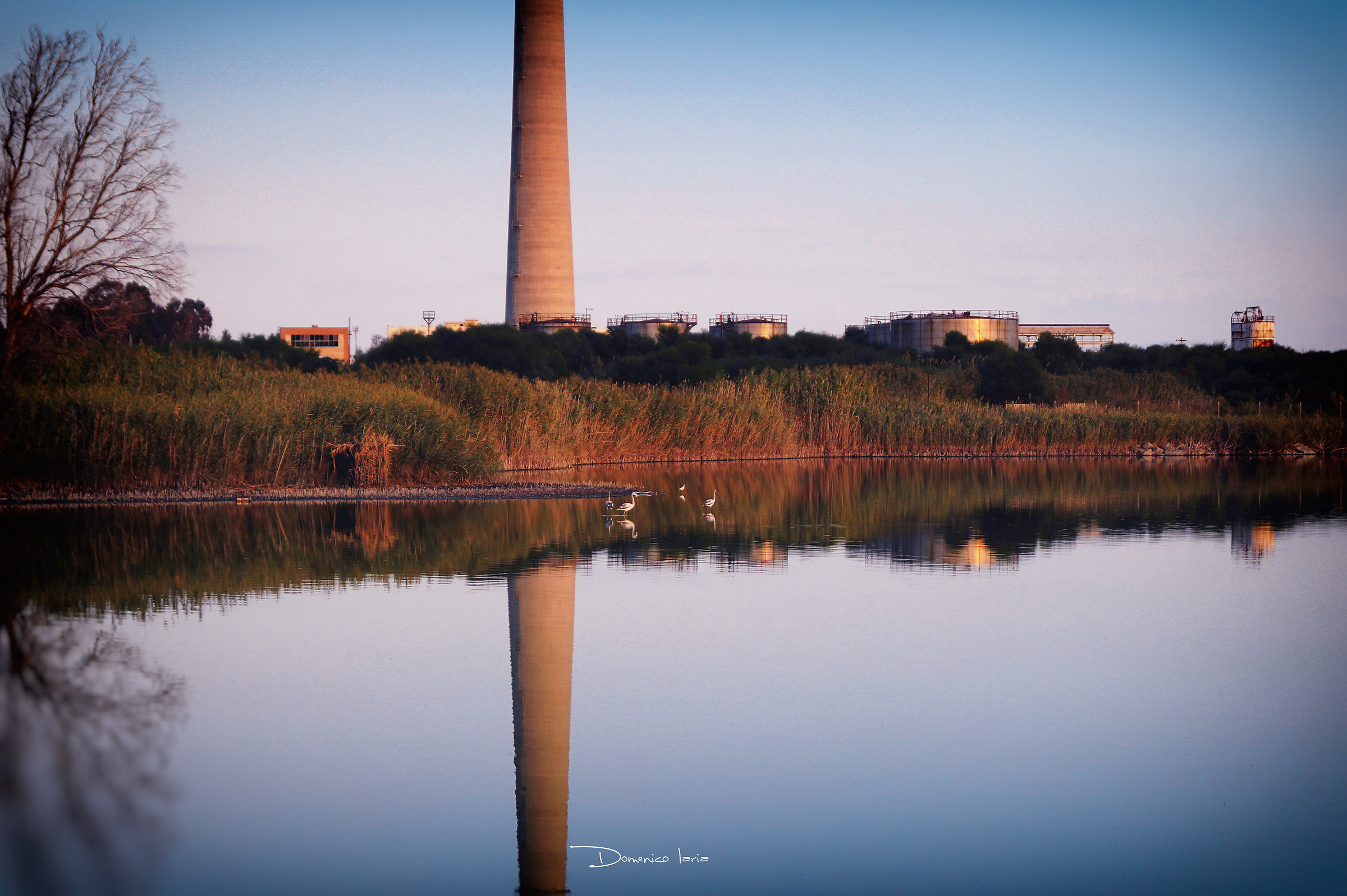 fenicotteri allo specchio