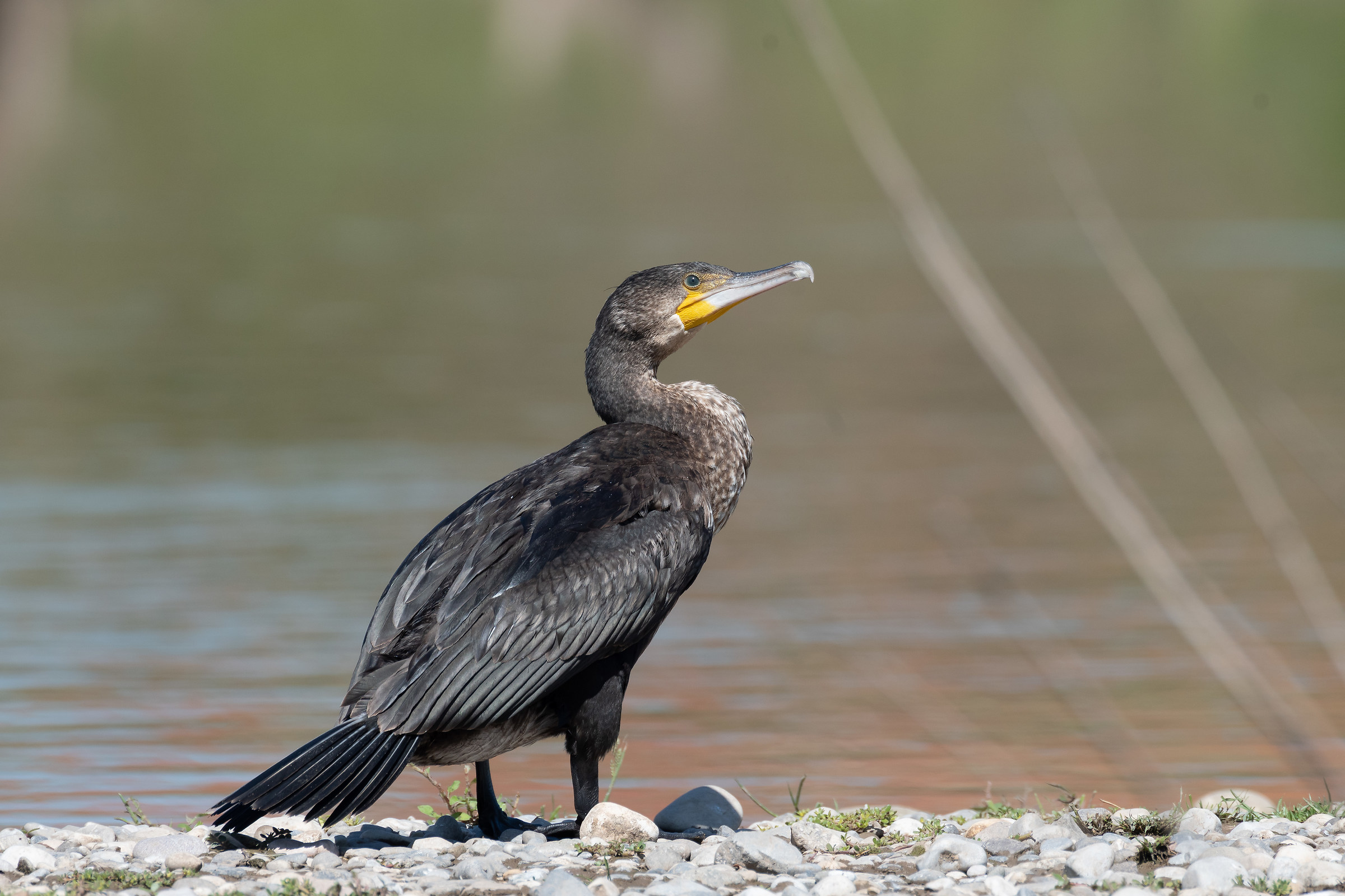 Cormorano