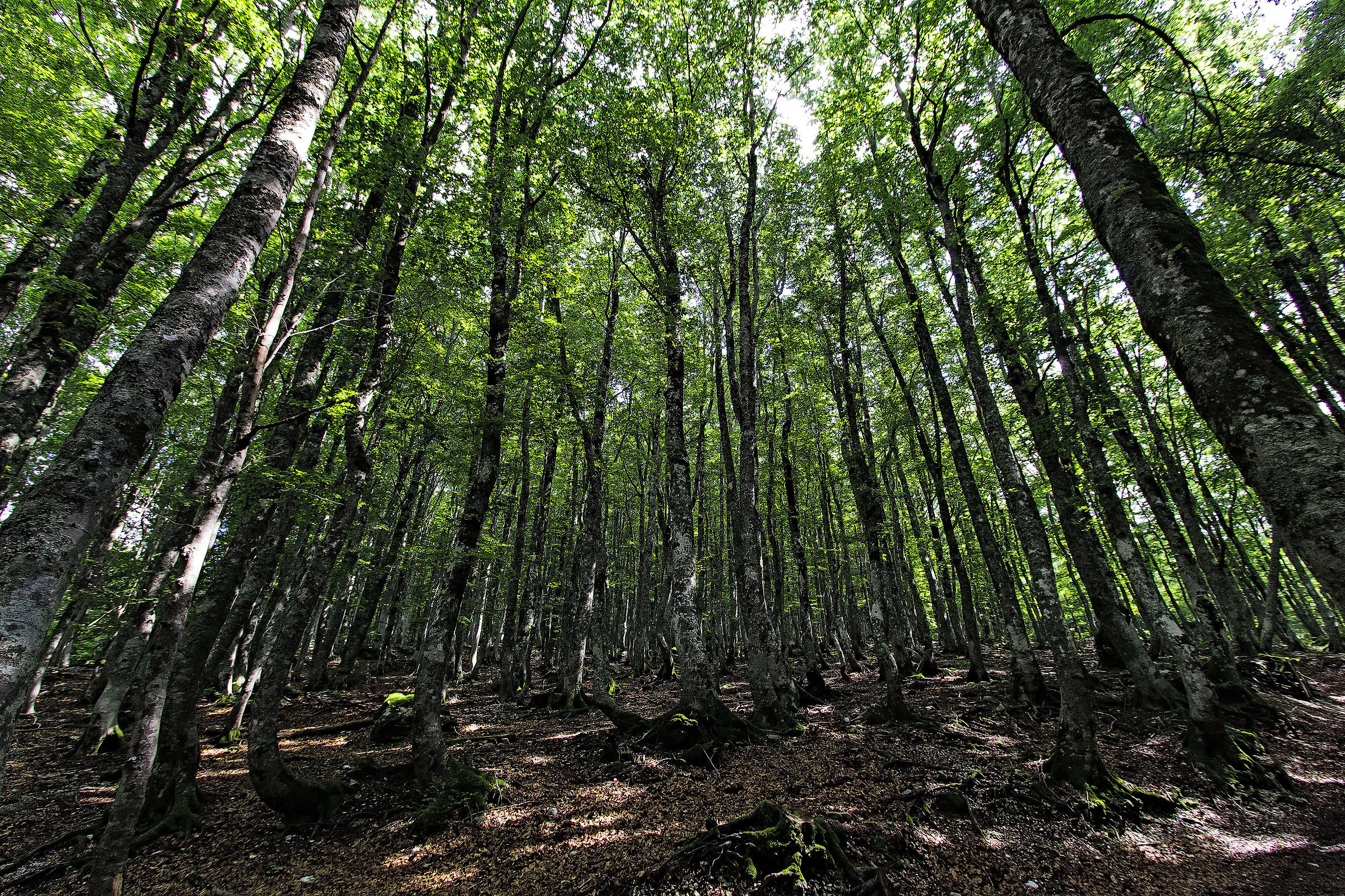 Boschi................