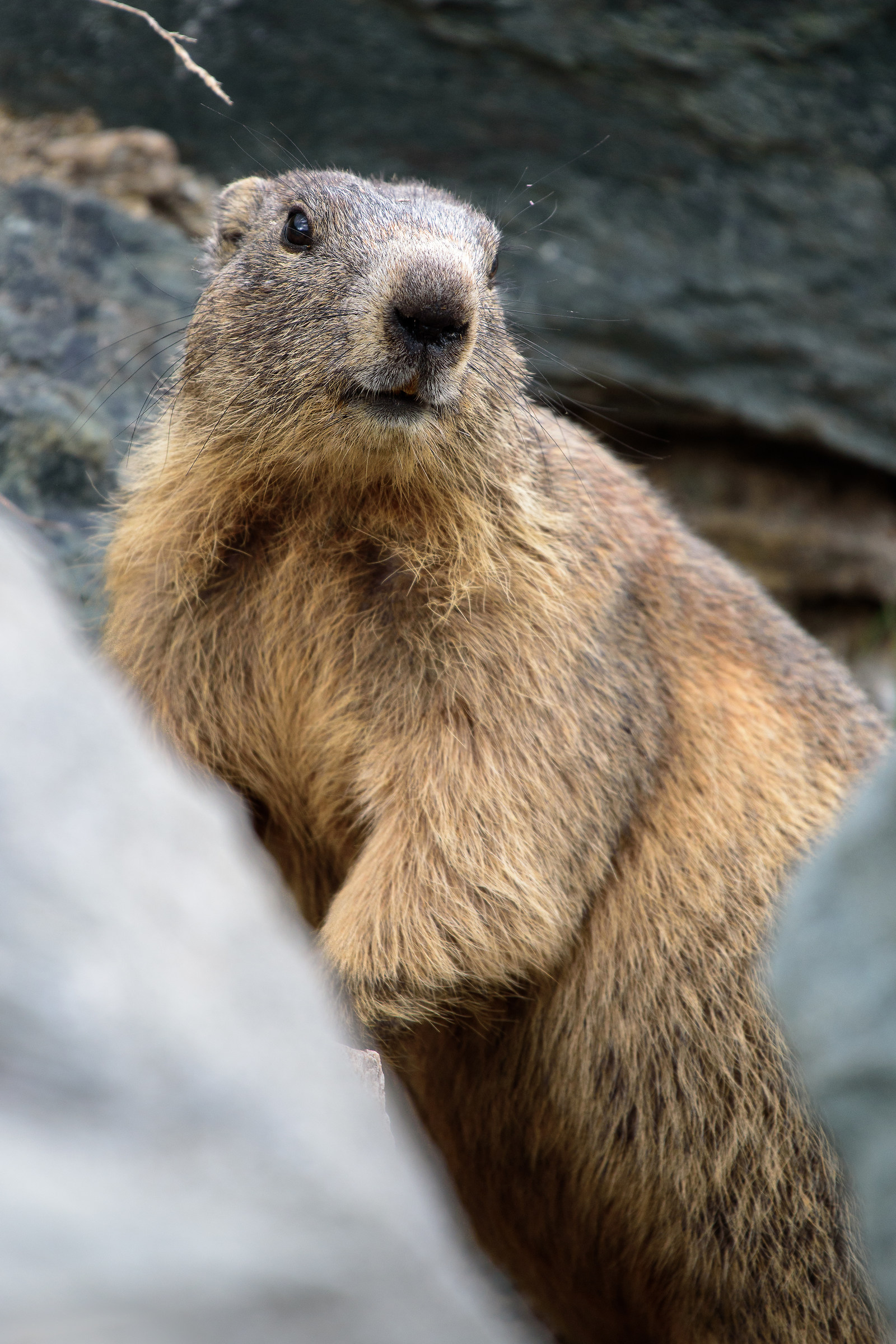 Marmot