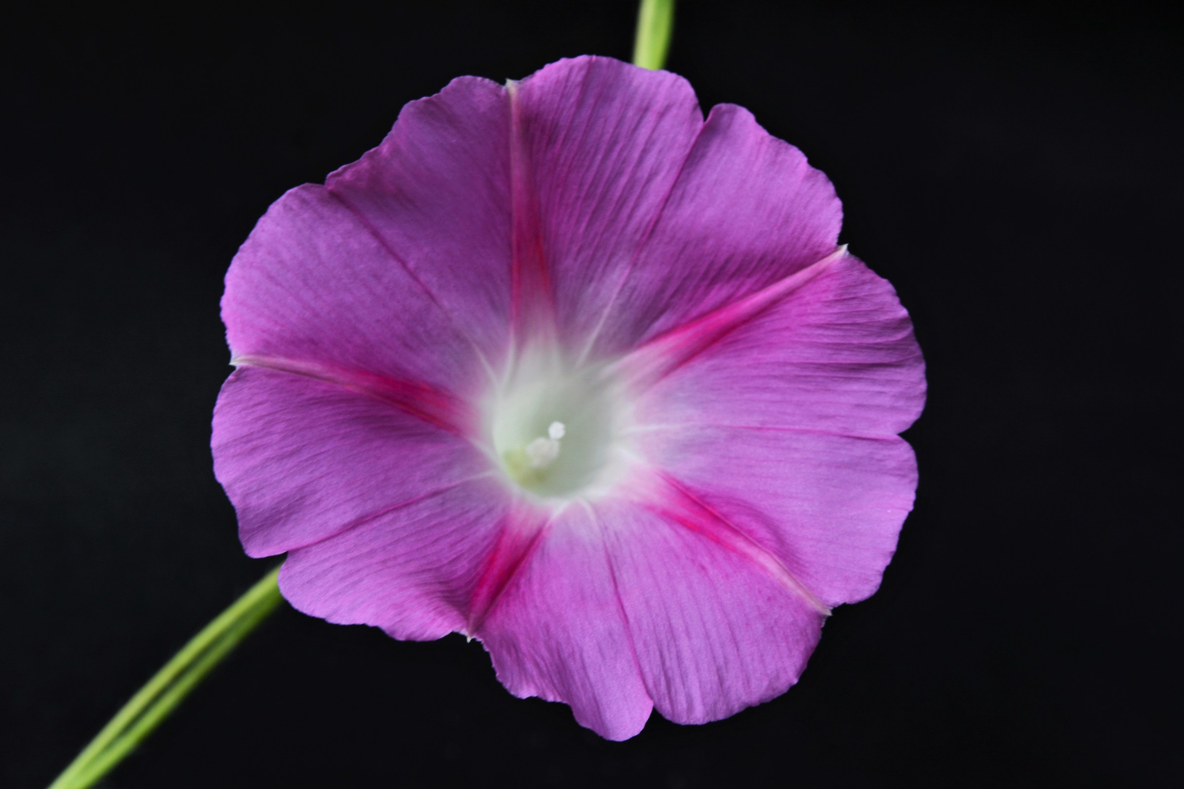 Ipomoea