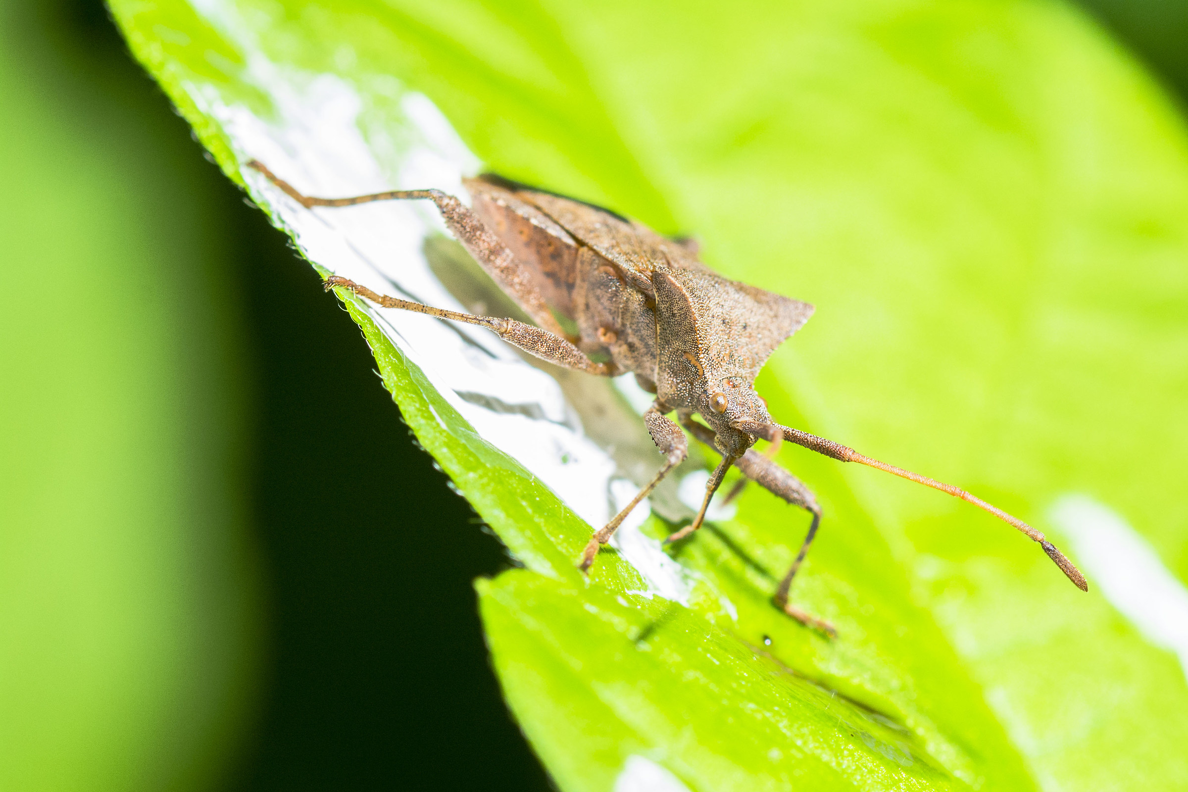 Don't bother me thank you