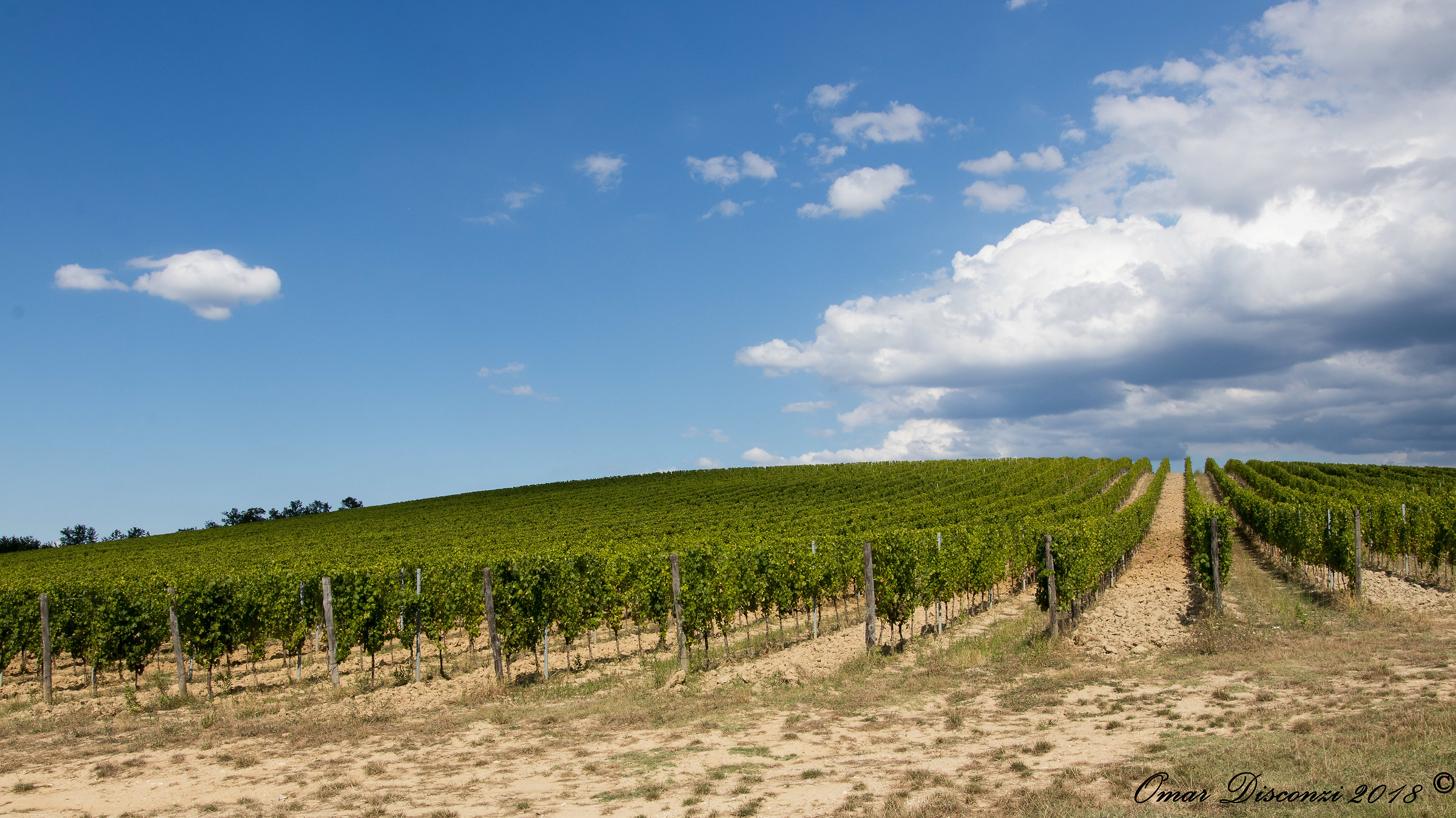 Tuscany Vineyards of Chianti