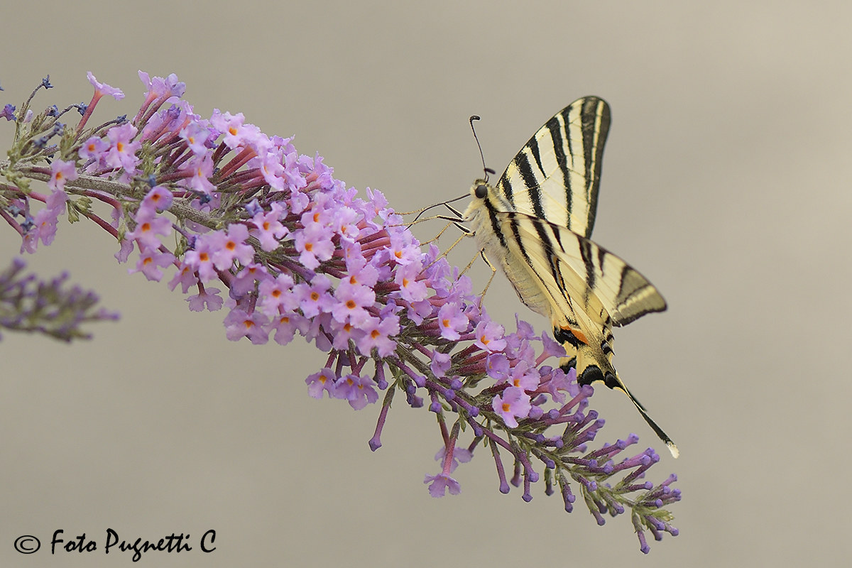 Iphiclides Podalirus