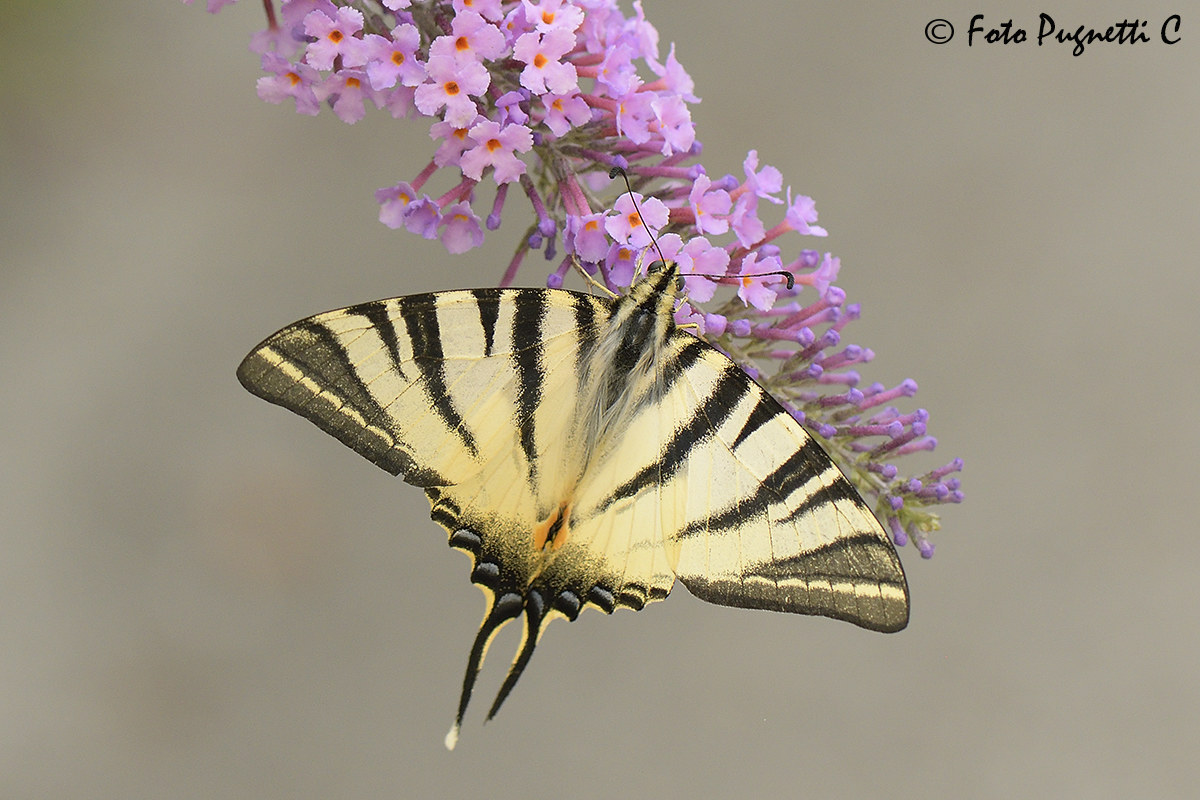 Iphiclides Podalirus