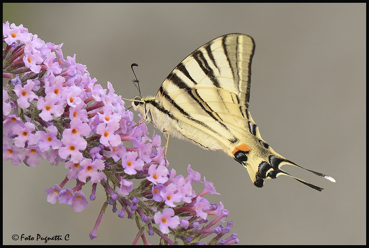 Iphiclides Podalirus