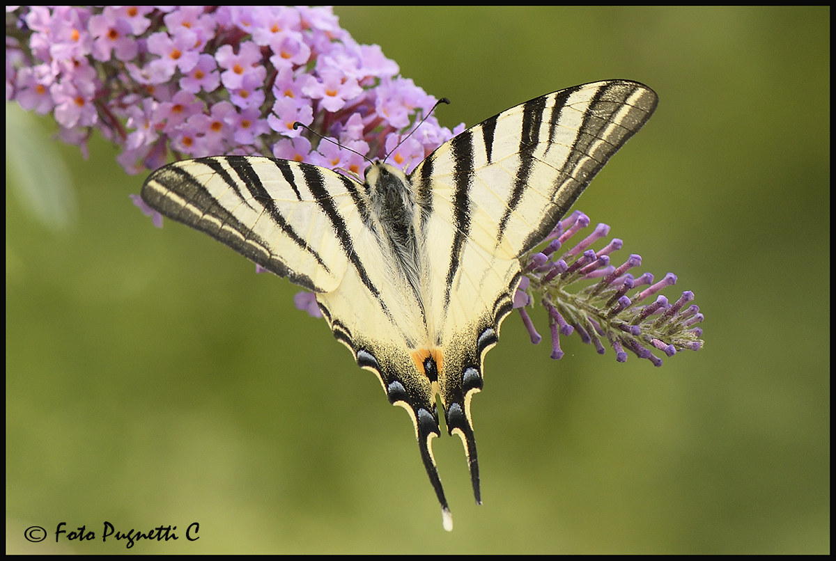 Iphiclides Podalirus
