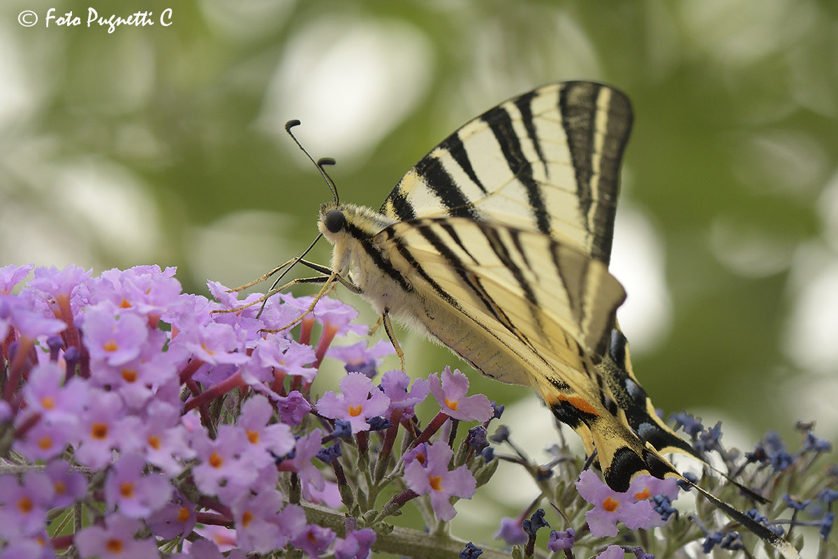 Iphiclides podalirus