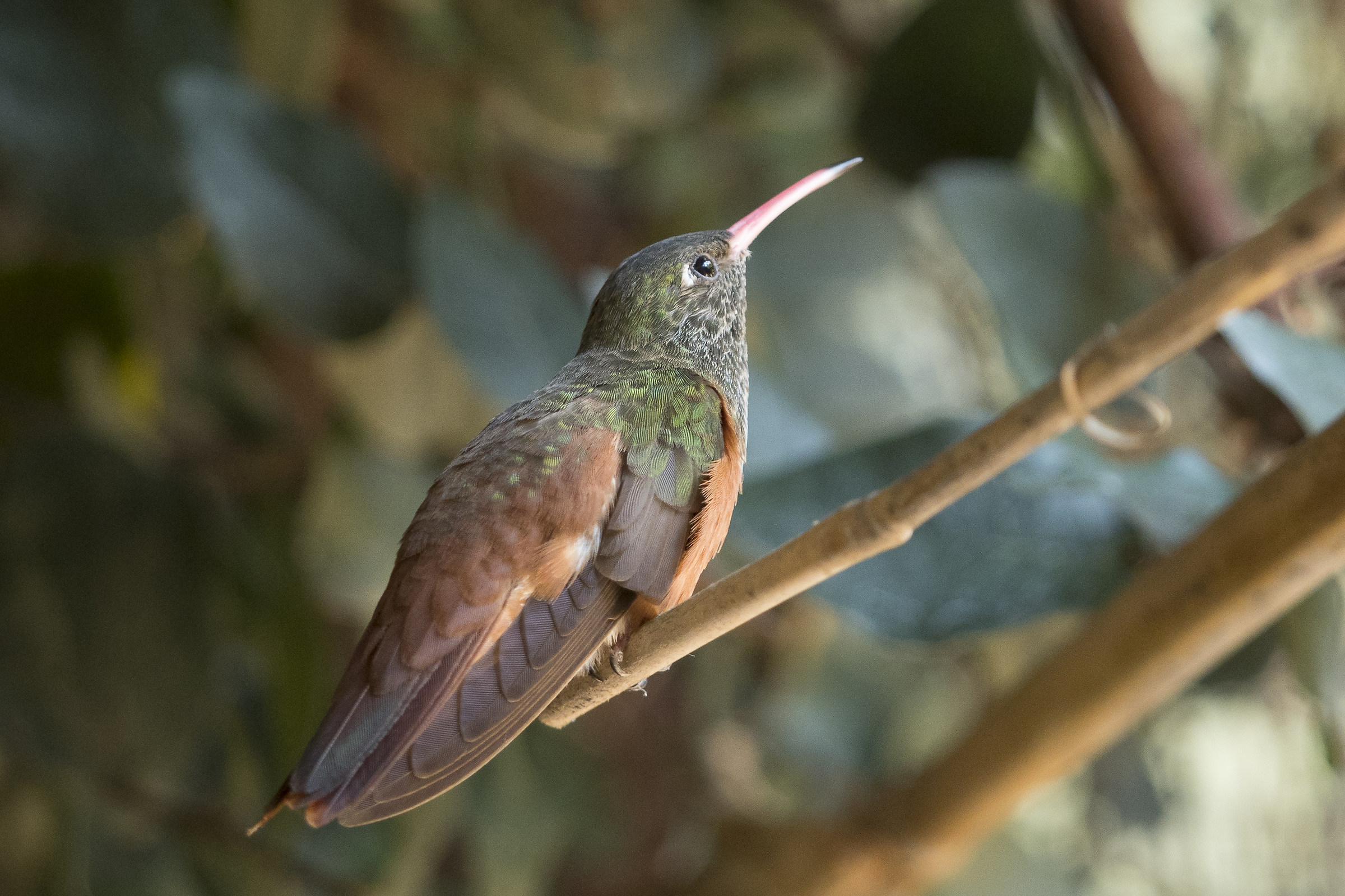 colibri pensieroso