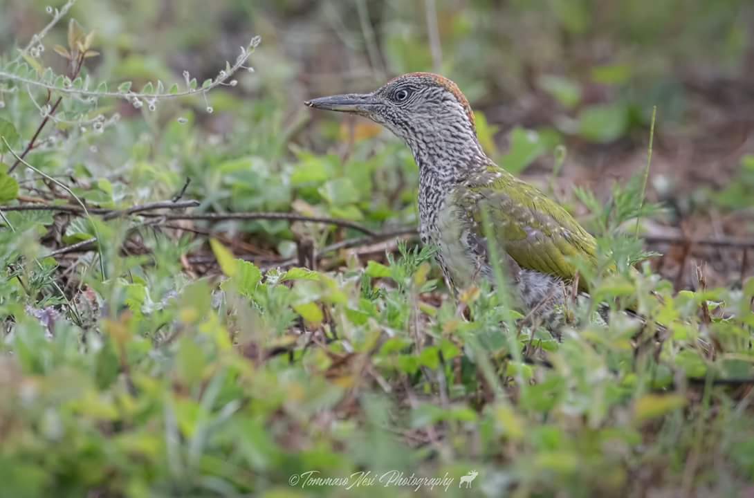 Picchio Verde Giovane