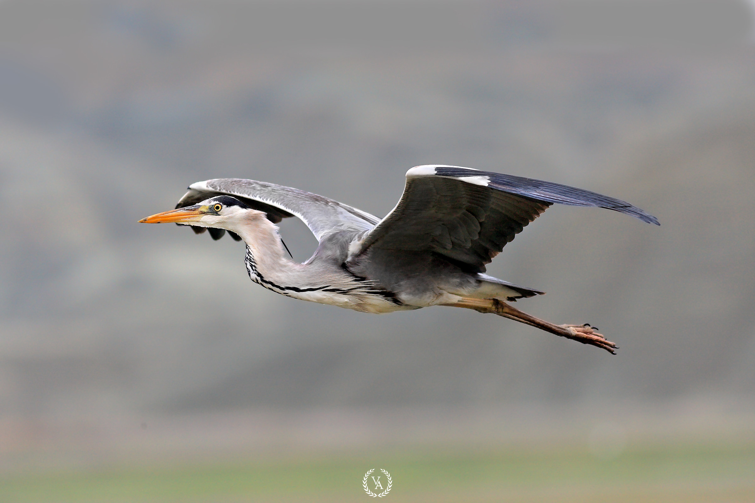 Grey Heron
